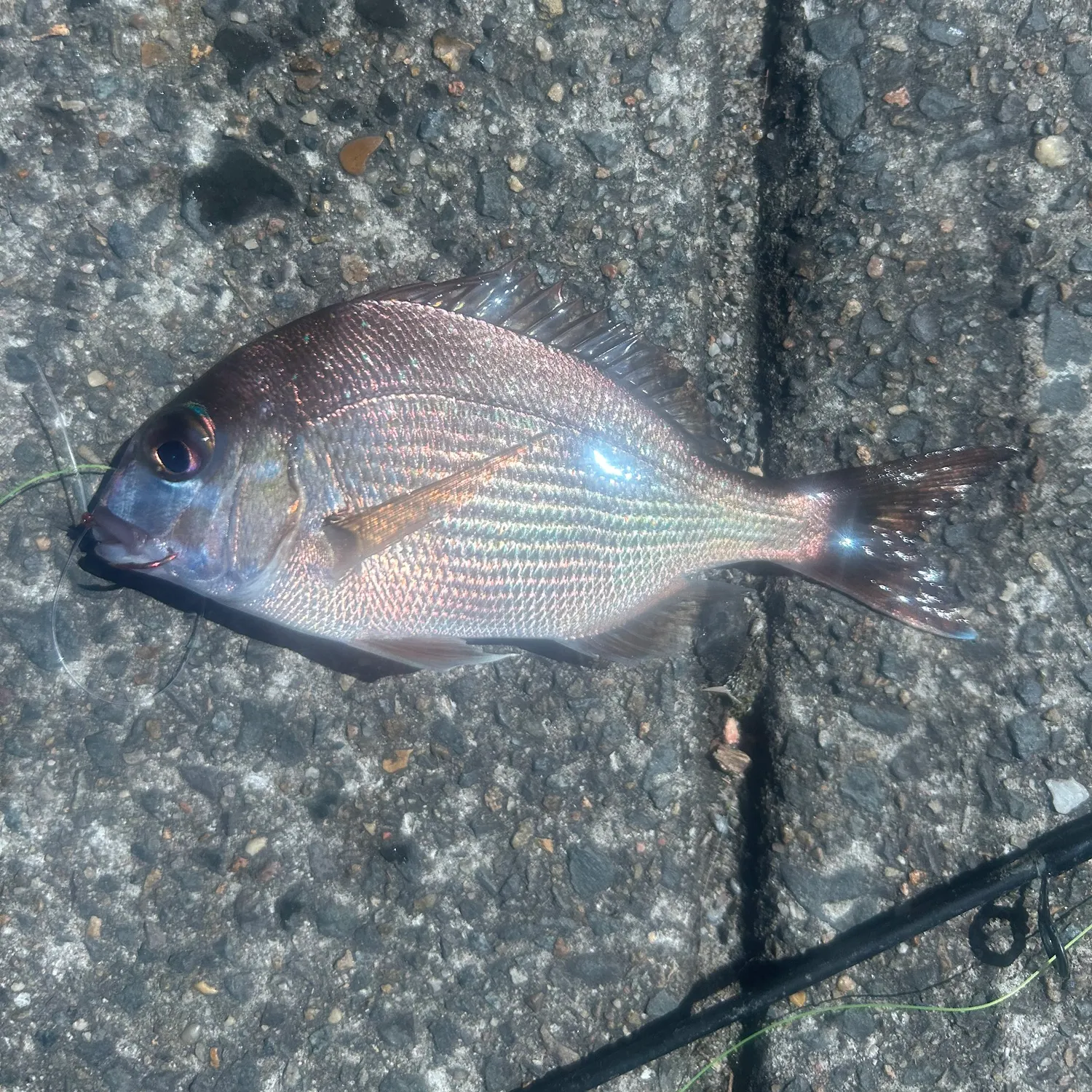 Australasian snapper caught on Fishbrain