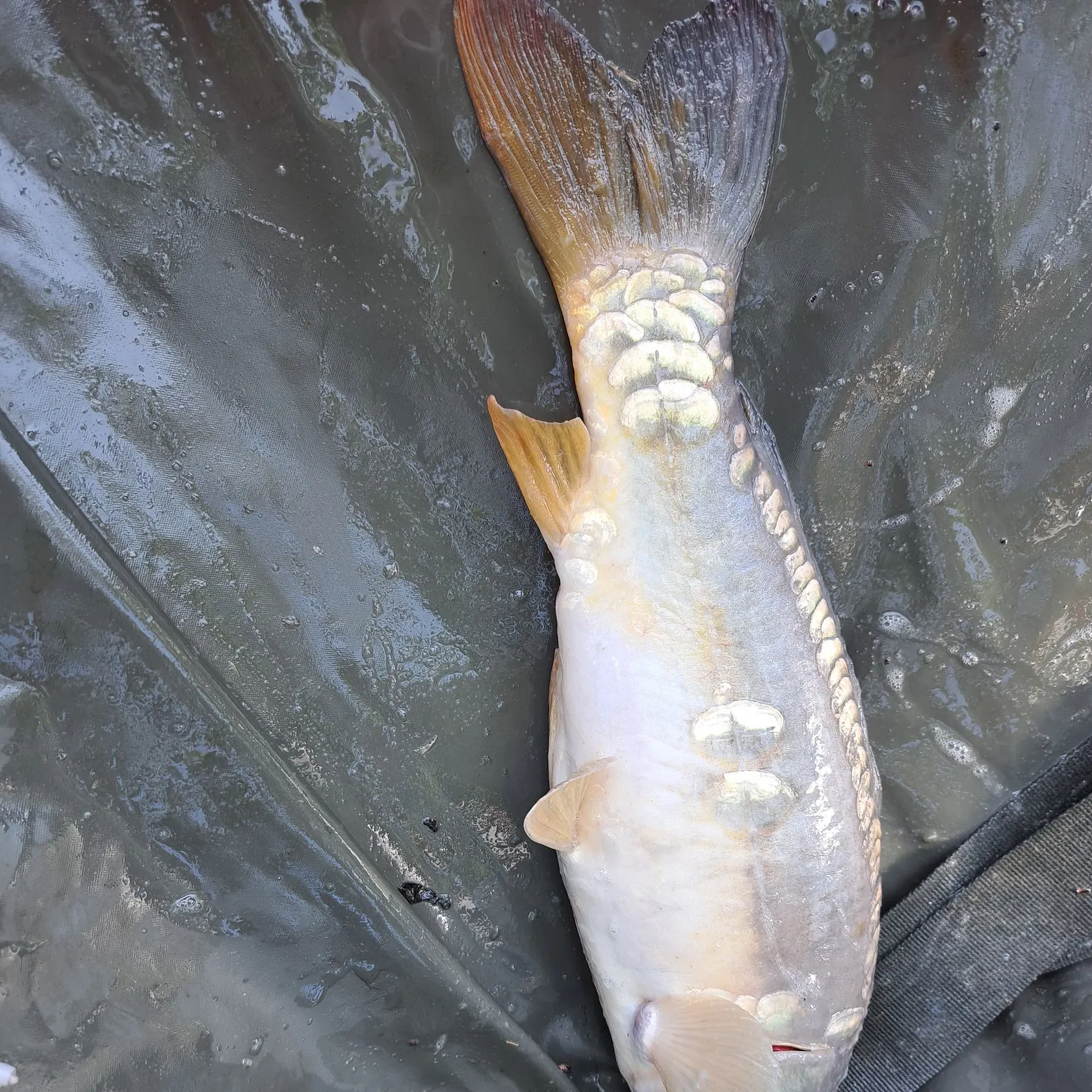 Mirror carp caught on Fishbrain