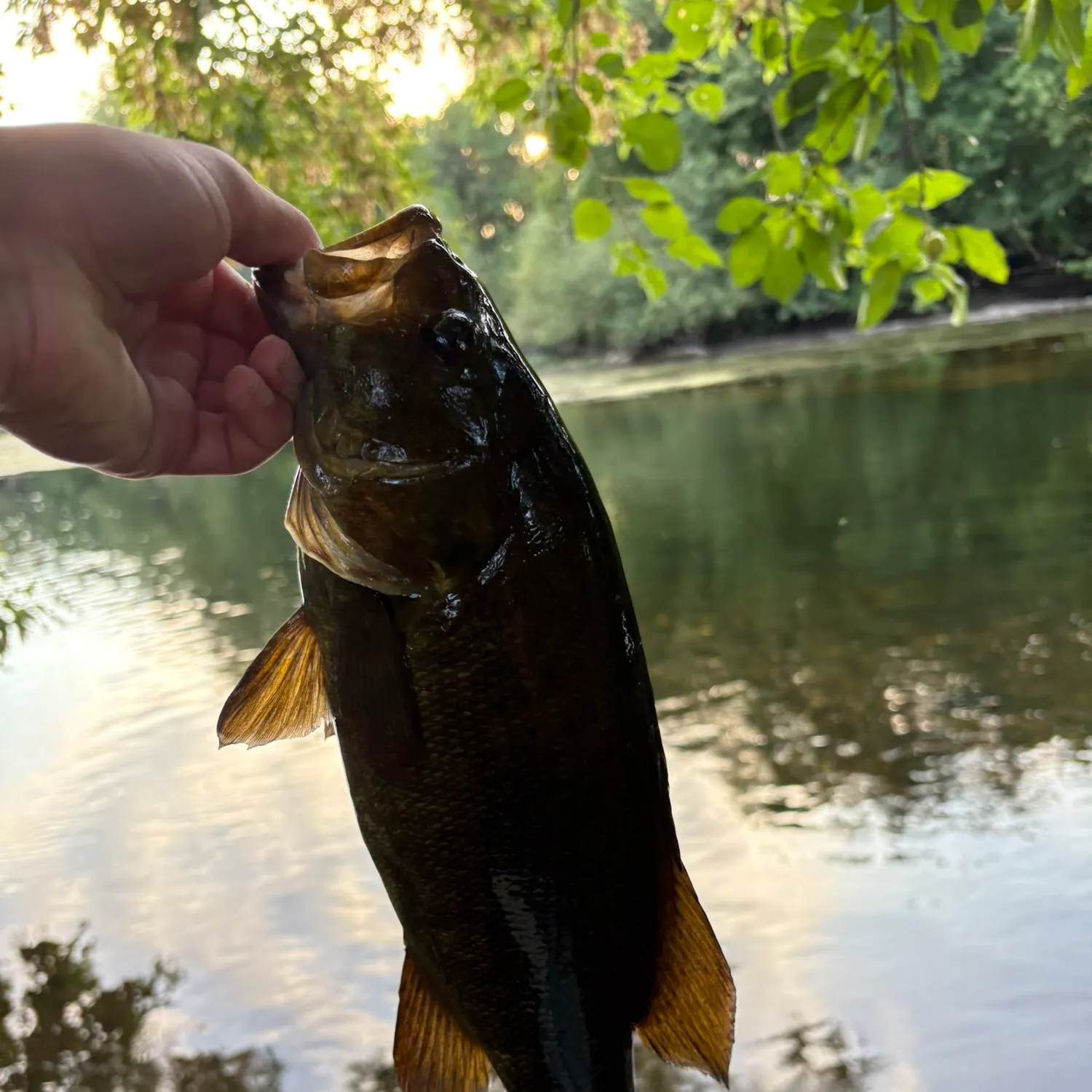 Smallmouth bass caught on Fishbrain