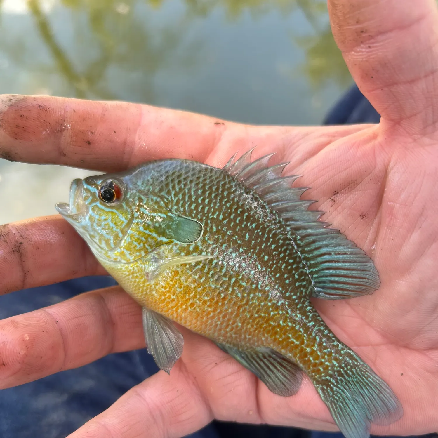 Longear sunfish caught on Fishbrain