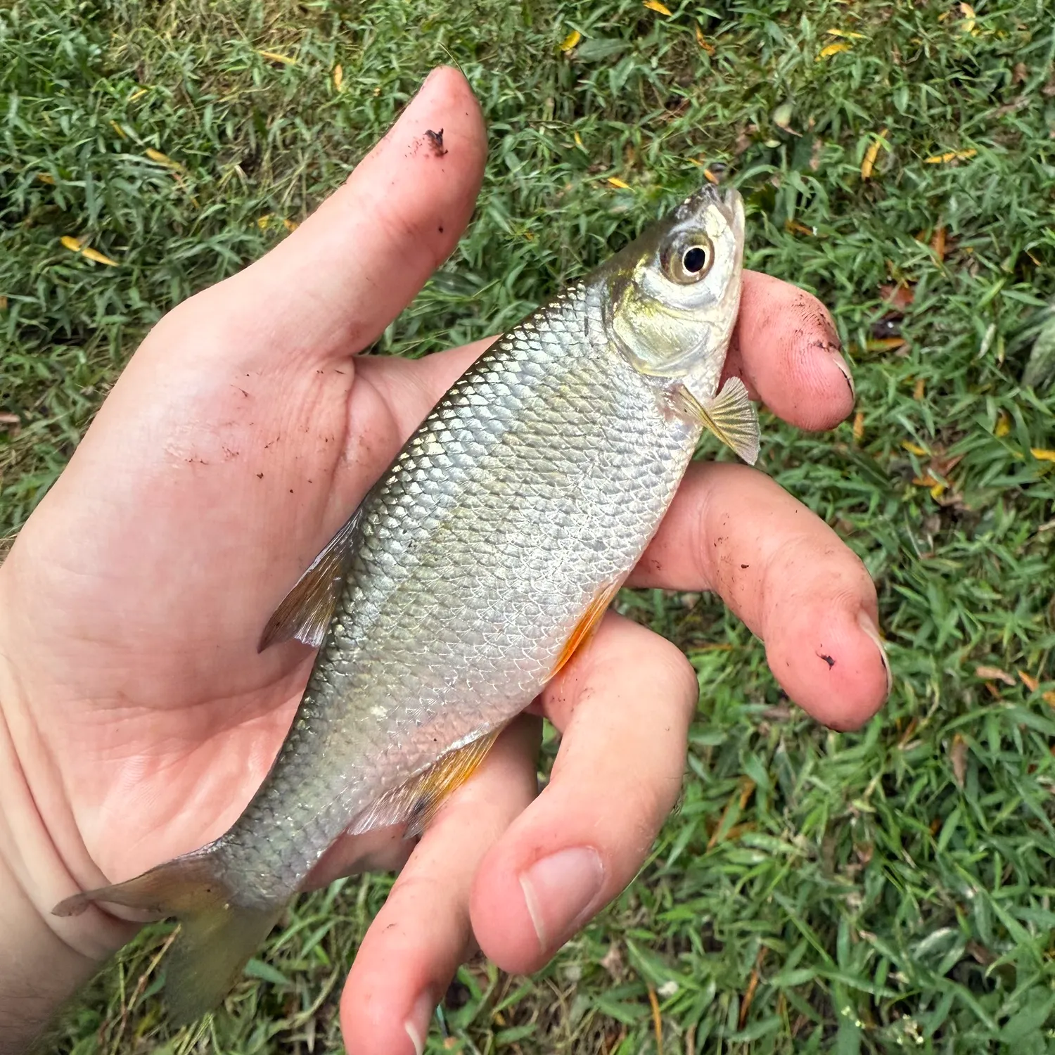 Golden shiner caught on Fishbrain