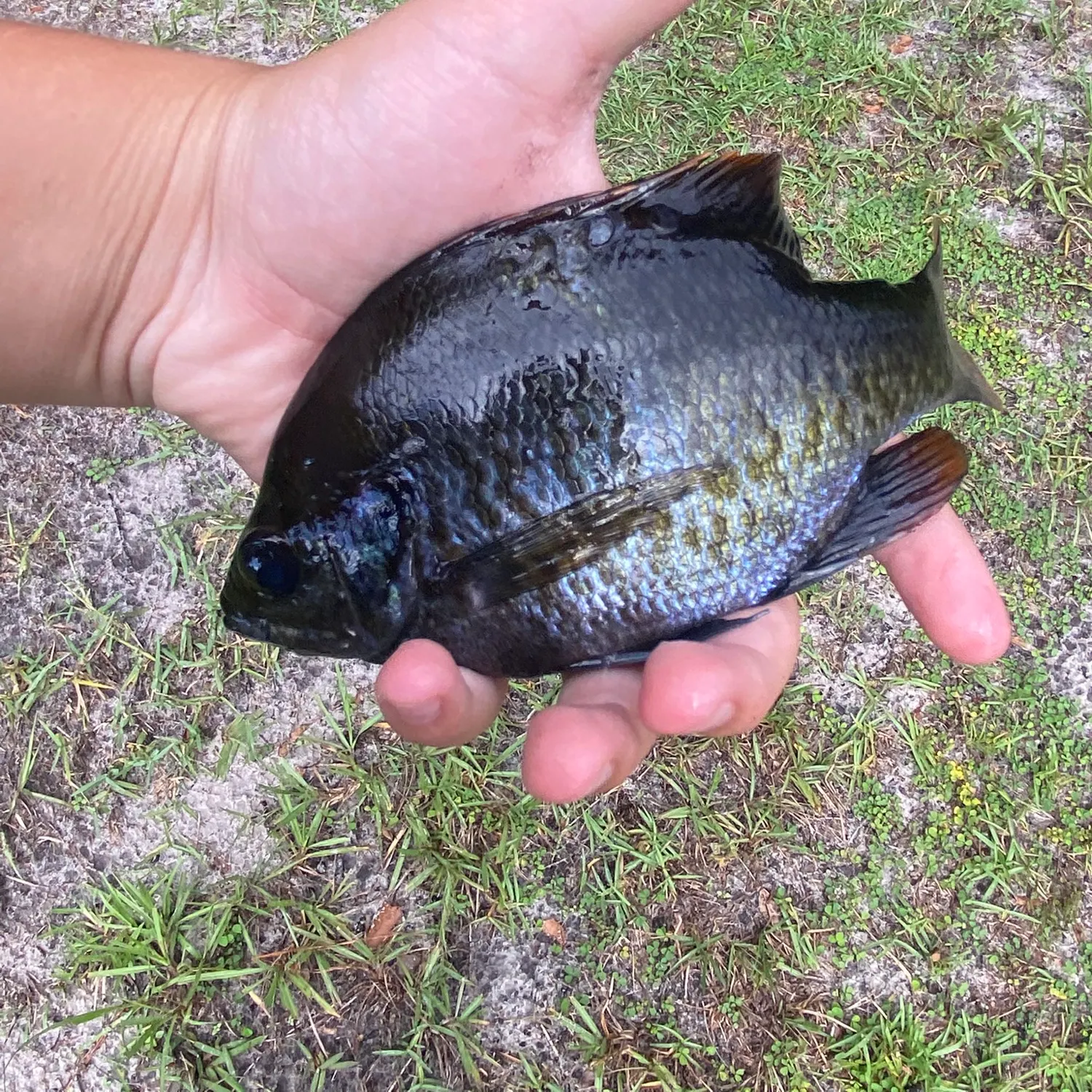 Bluegill caught on Fishbrain