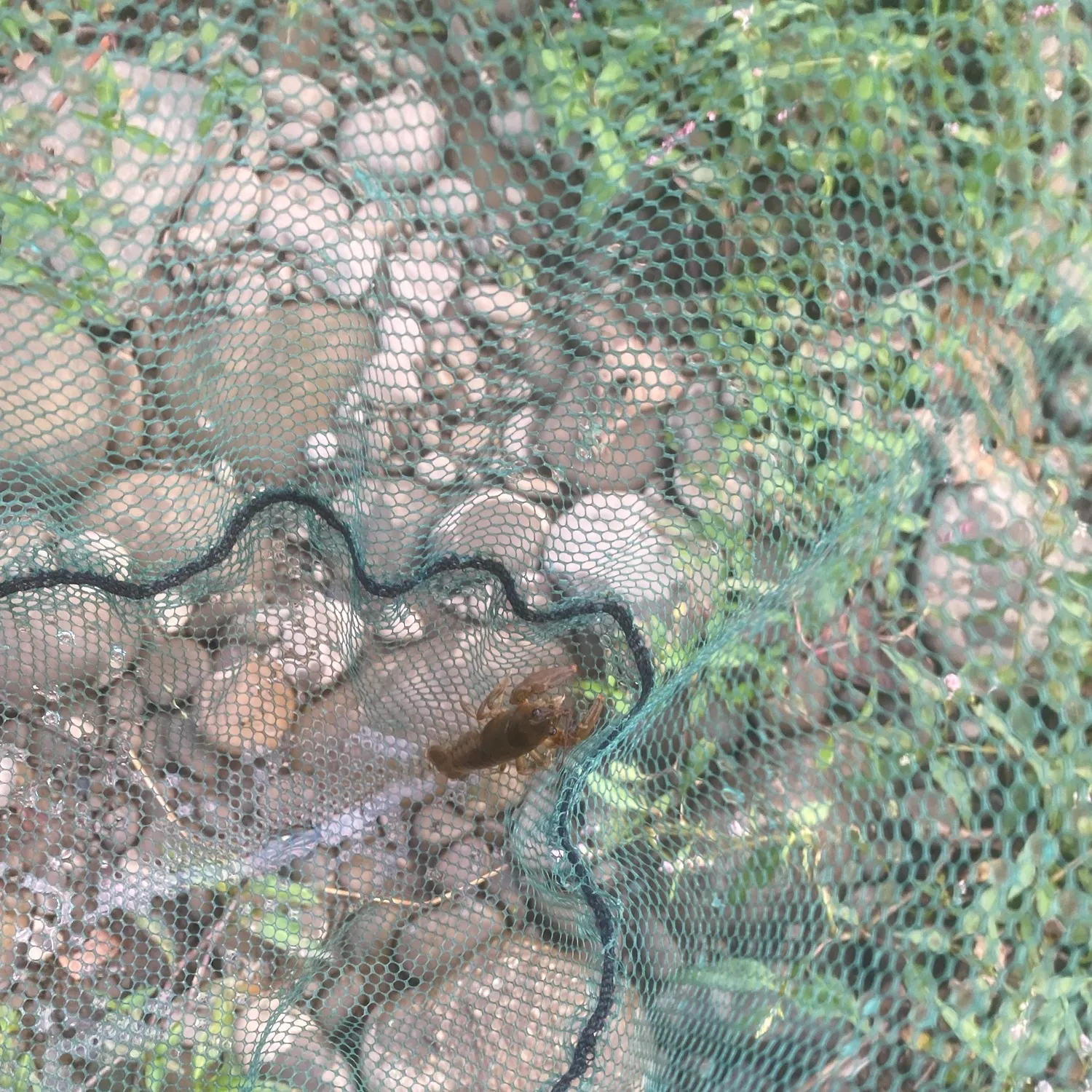 The most recent Northern clearwater crayfish catches on Fishbrain