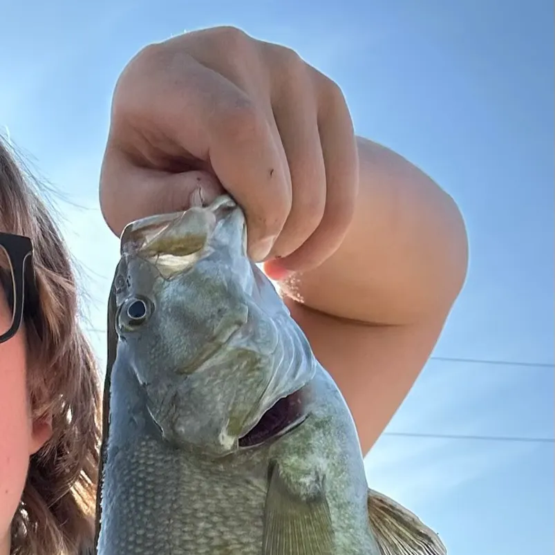 The most recent Smallmouth bass catches on Fishbrain