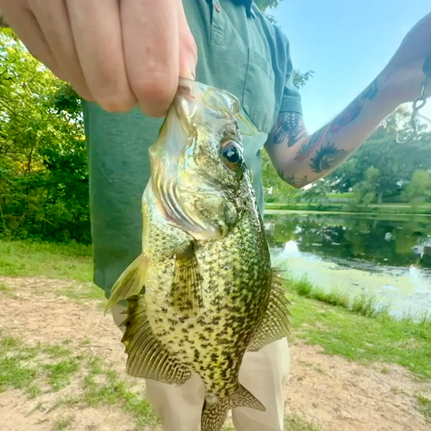 Black crappie caught on Fishbrain