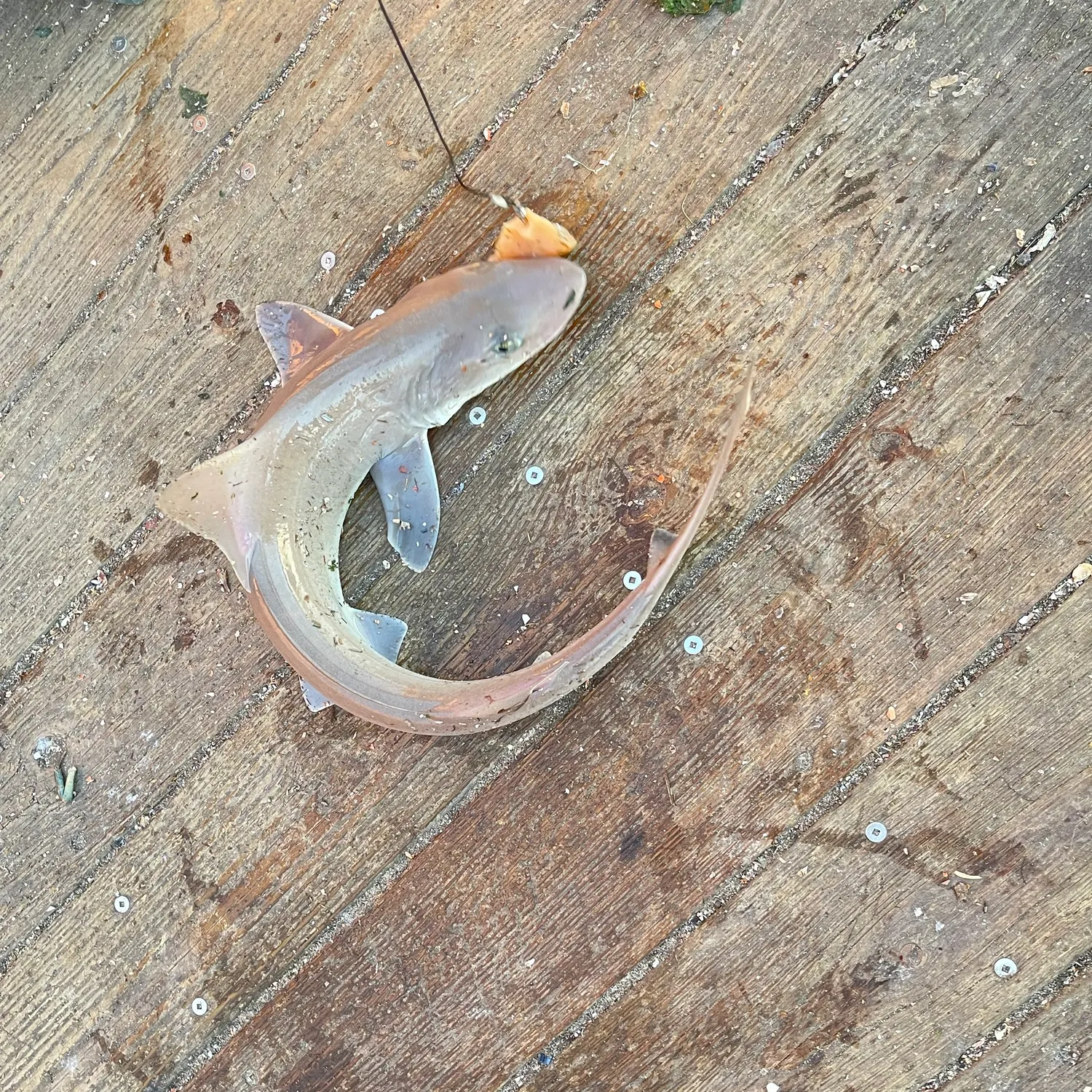 Dusky smooth-hound caught on Fishbrain