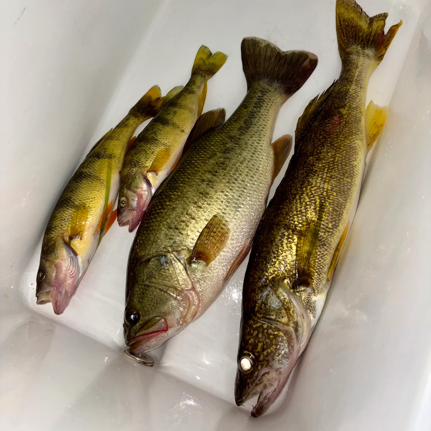 Walleye caught on Fishbrain