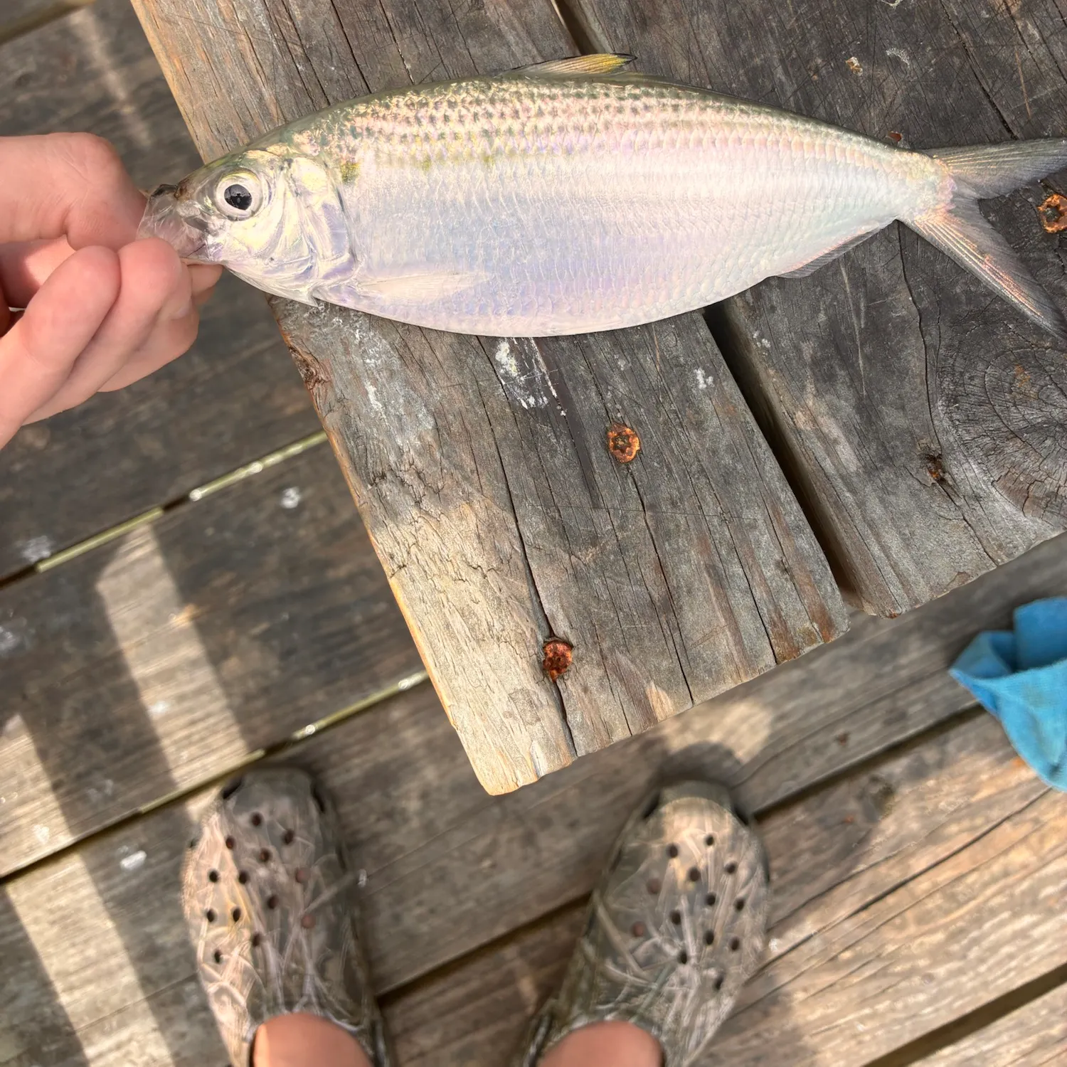 Atlantic herring caught on Fishbrain