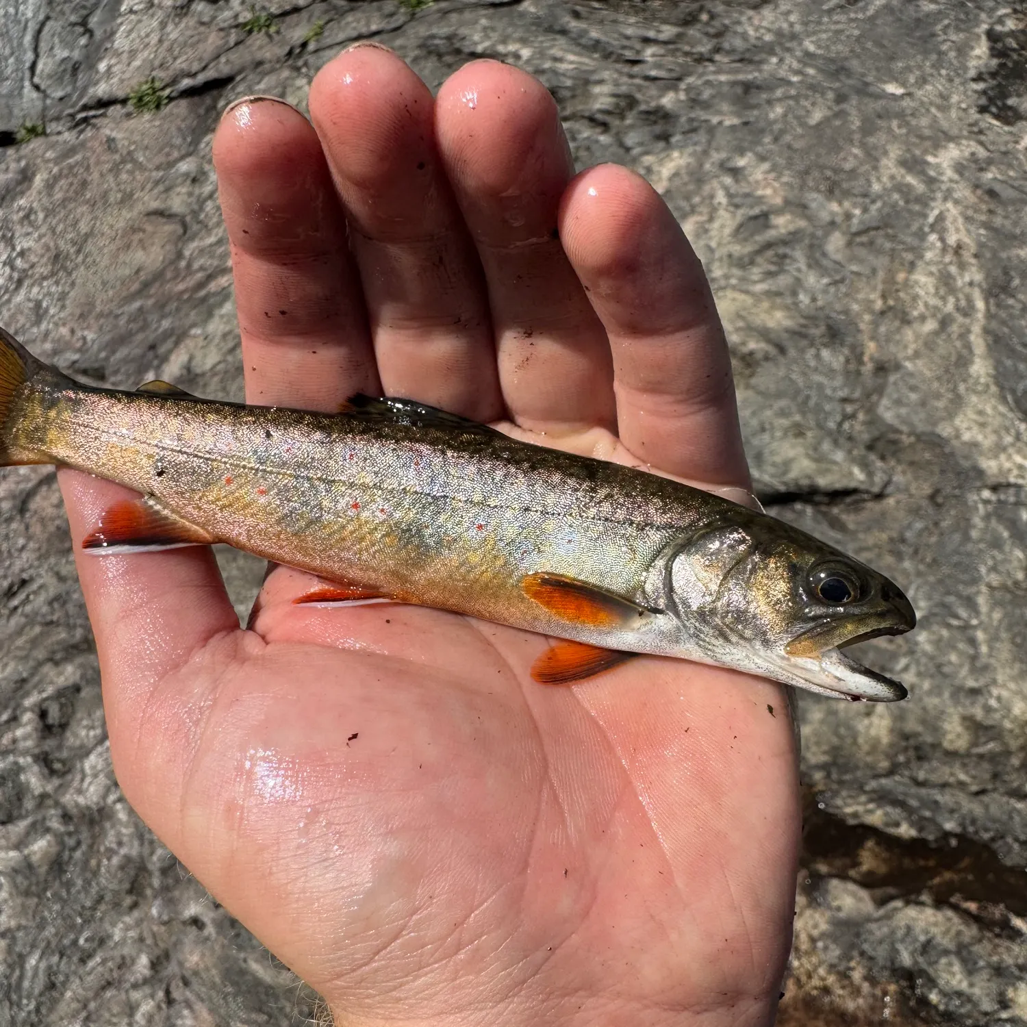 Brook trout caught on Fishbrain