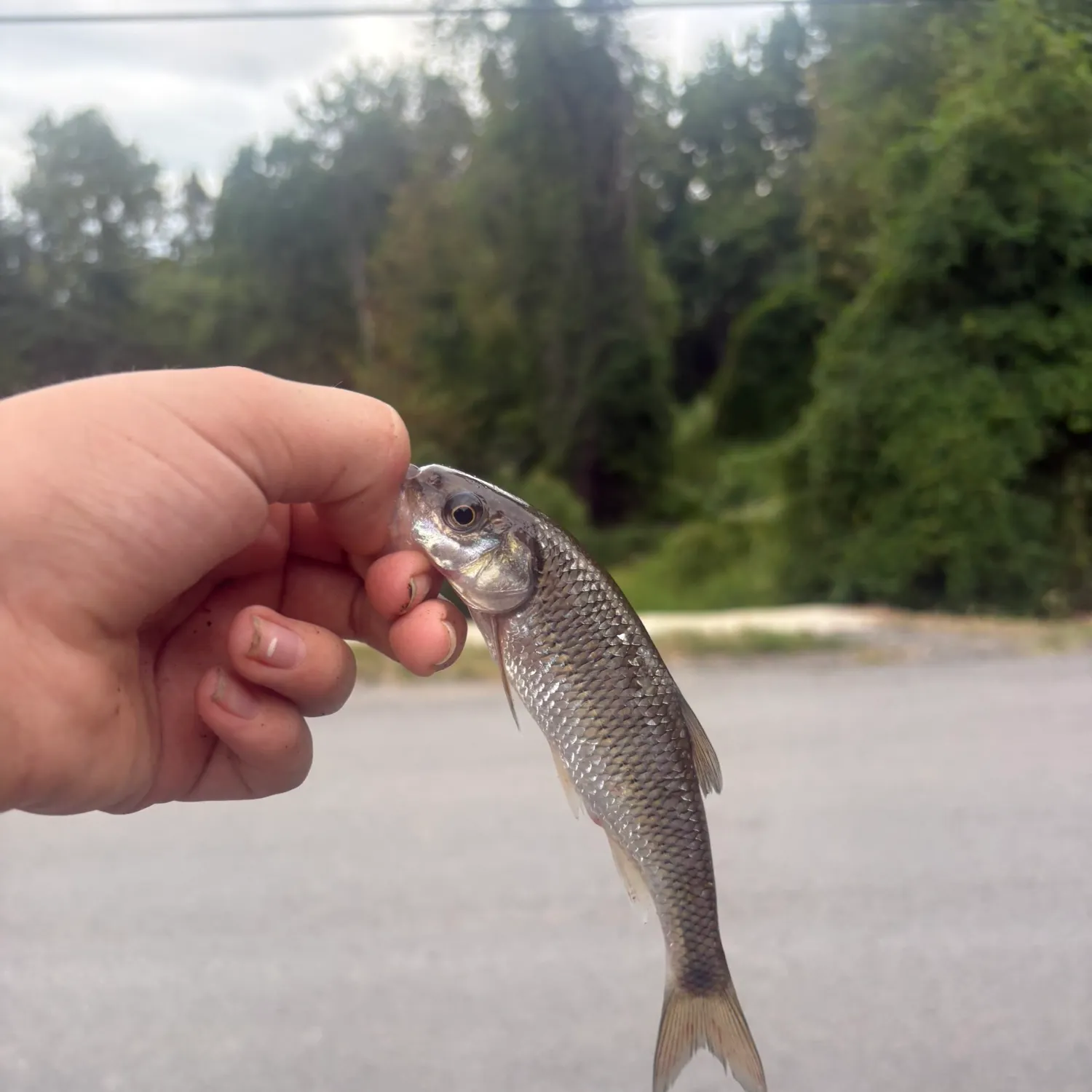 Fallfish caught on Fishbrain