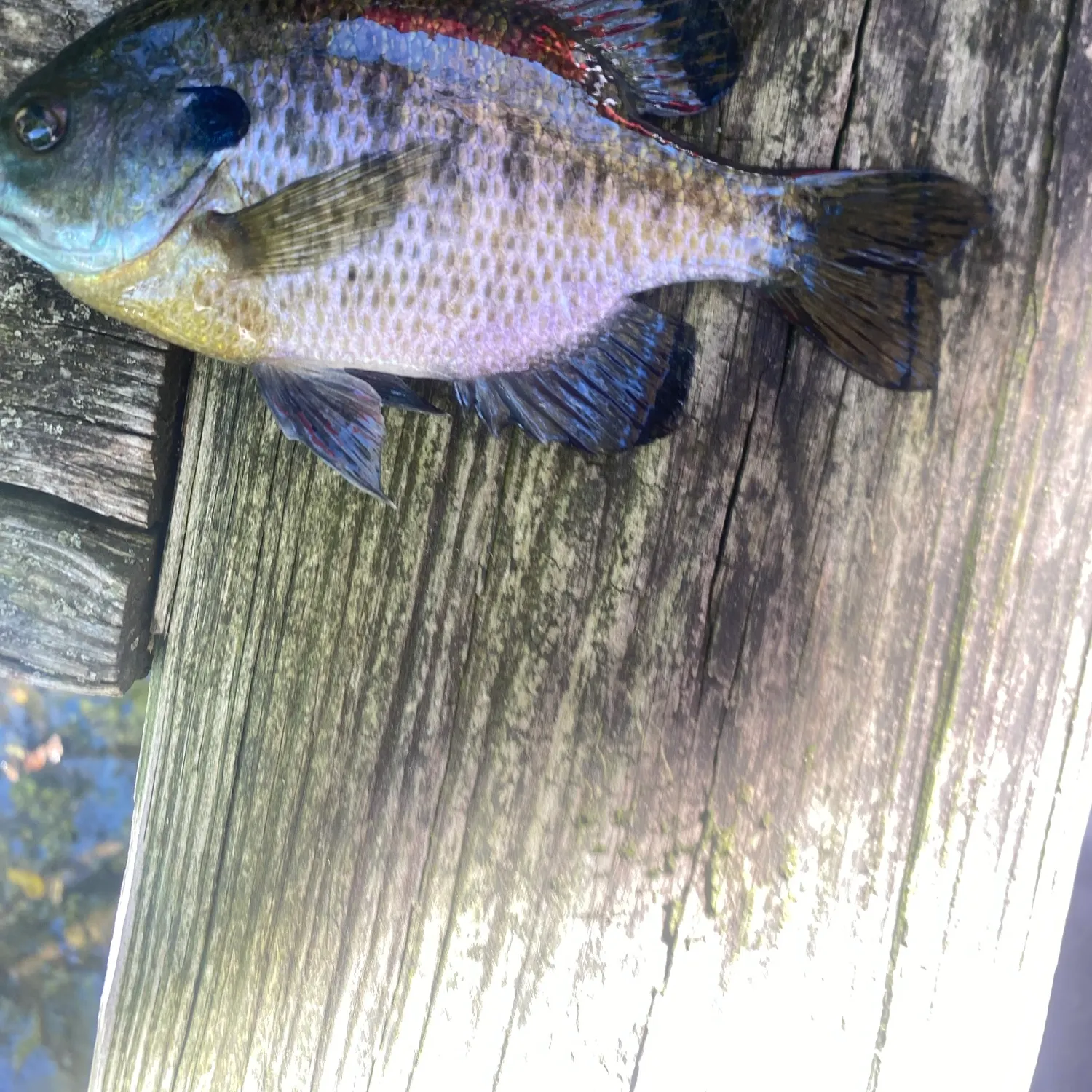 Bluegill caught on Fishbrain