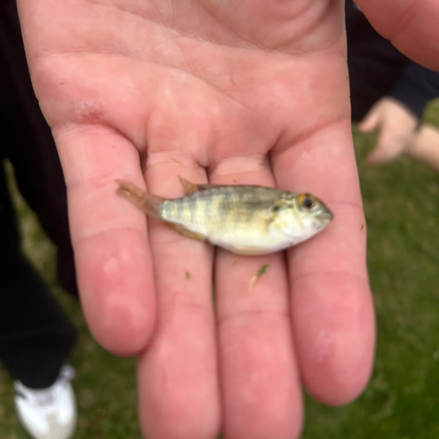 The most recent Redbelly tilapia catches on Fishbrain