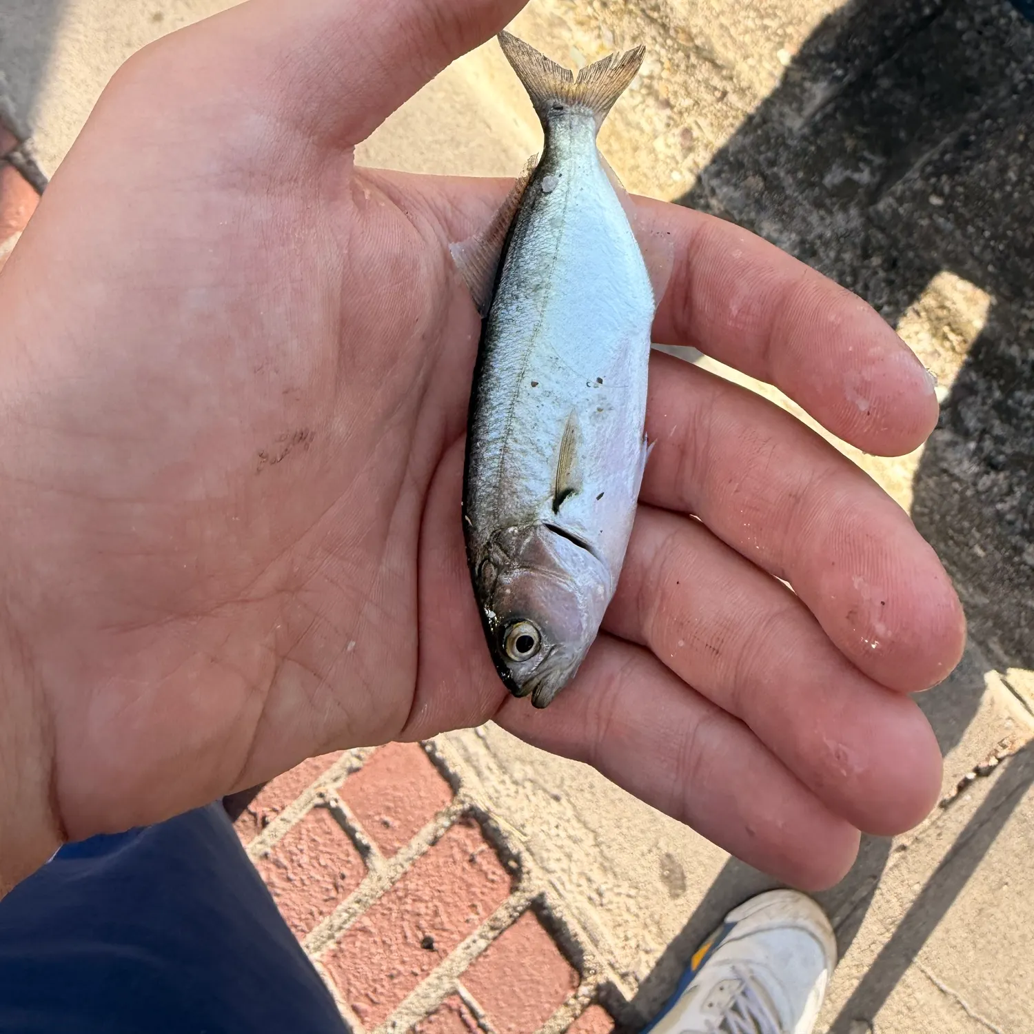 Bluefish caught on Fishbrain