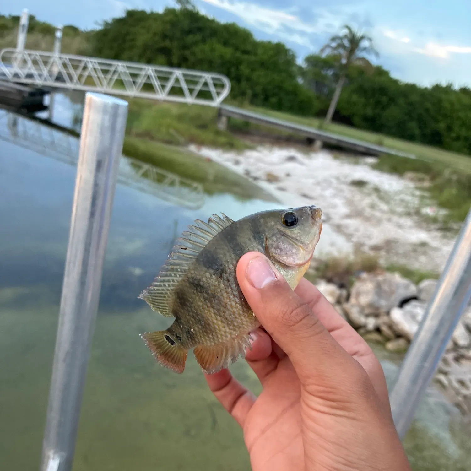 Mayan cichlid caught on Fishbrain