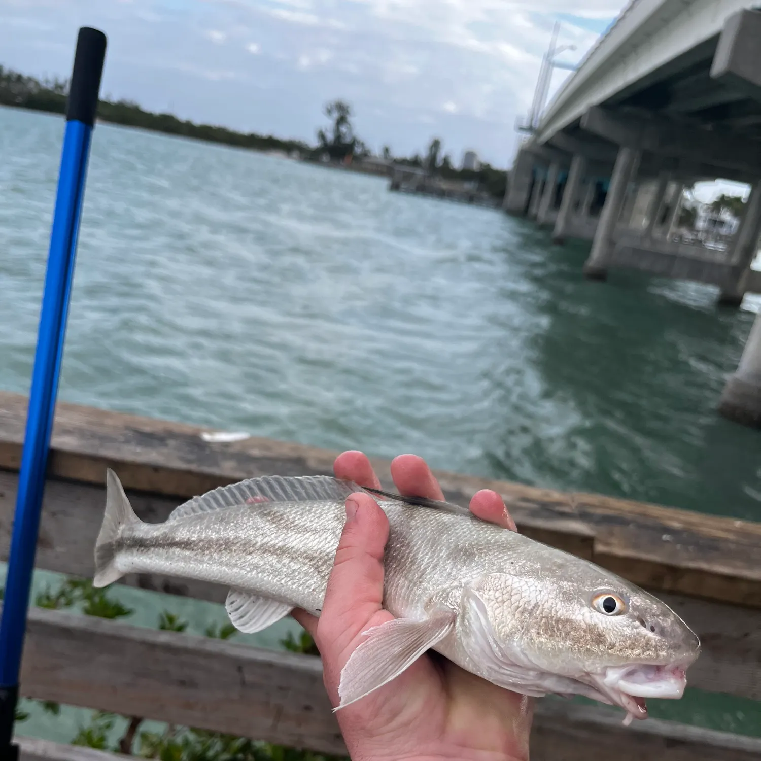 The most recent Northern kingcroaker catches on Fishbrain