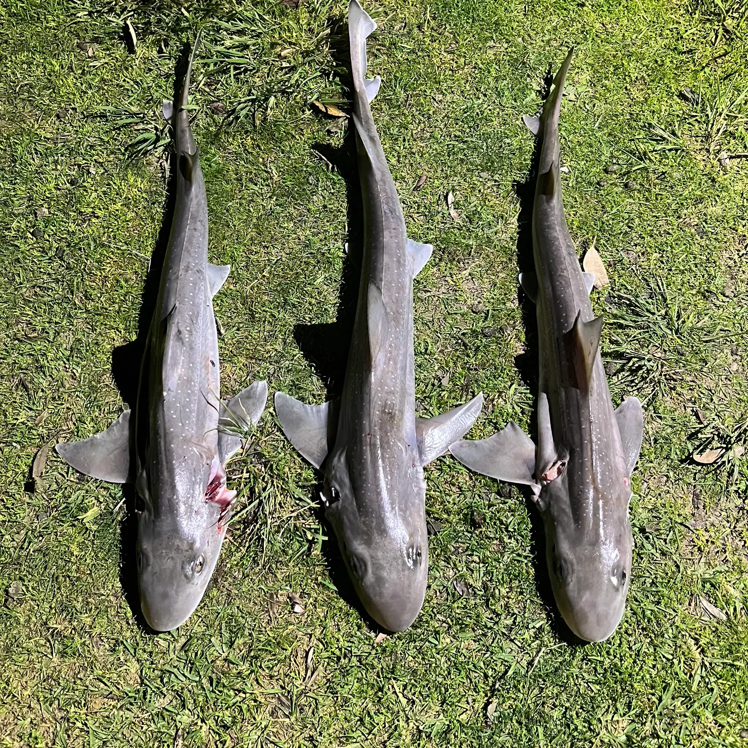The most recent Gummy shark catches on Fishbrain