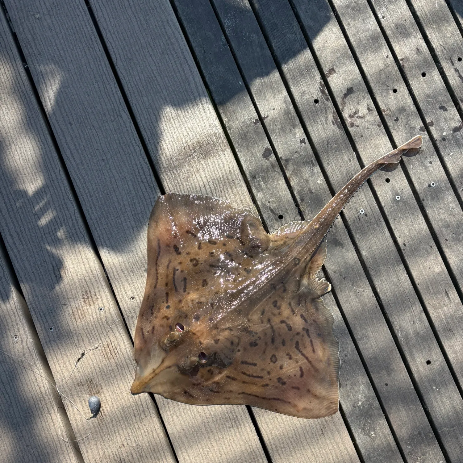 The most recent Clearnose skate catches on Fishbrain