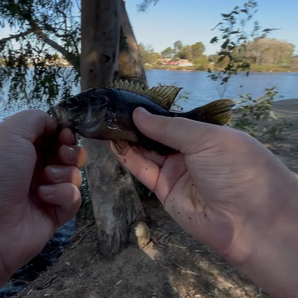 The most recent Green sunfish catches on Fishbrain