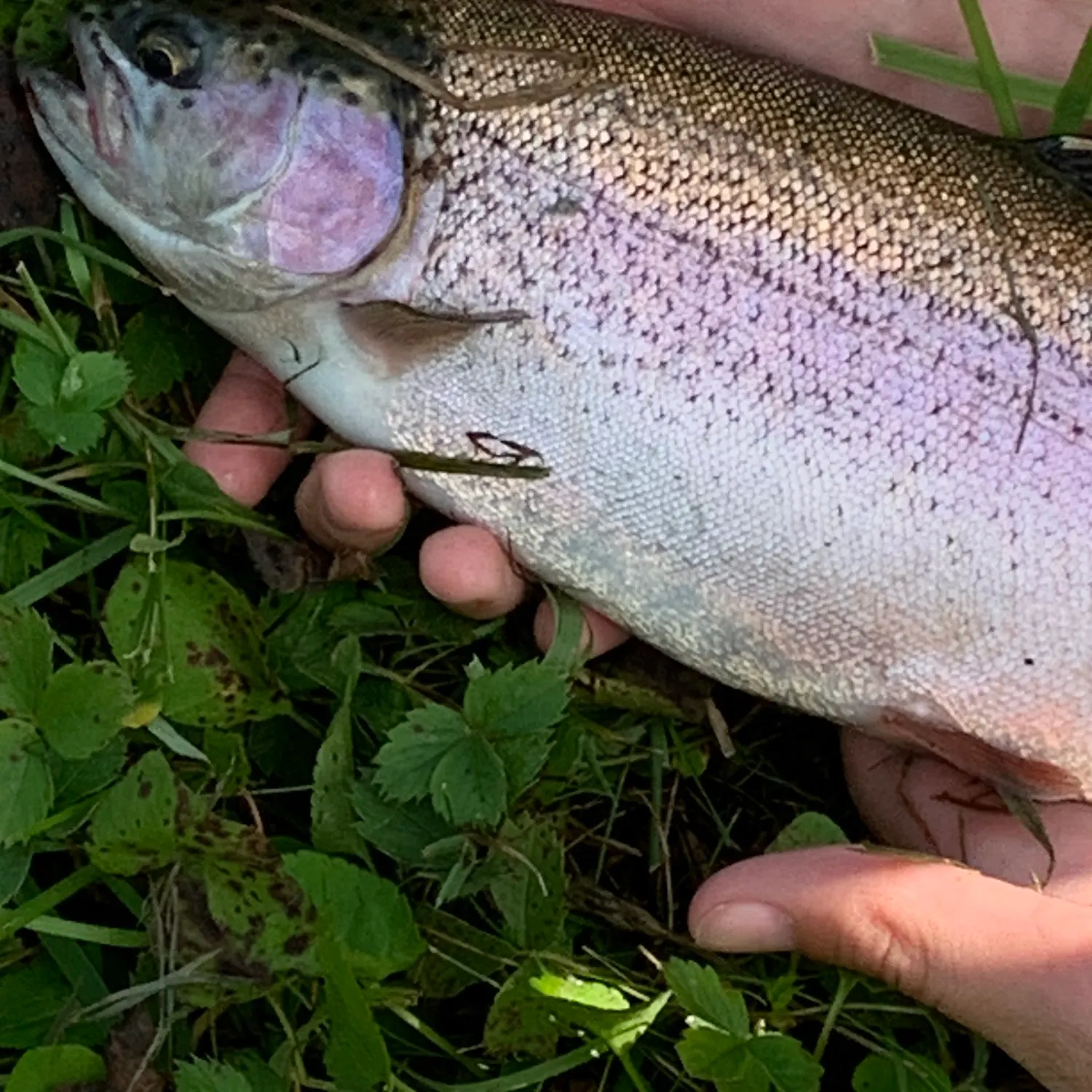 The most recent Rainbow trout catches on Fishbrain