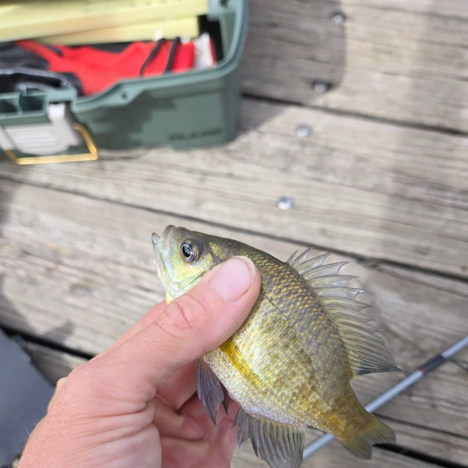 Bluegill caught on Fishbrain