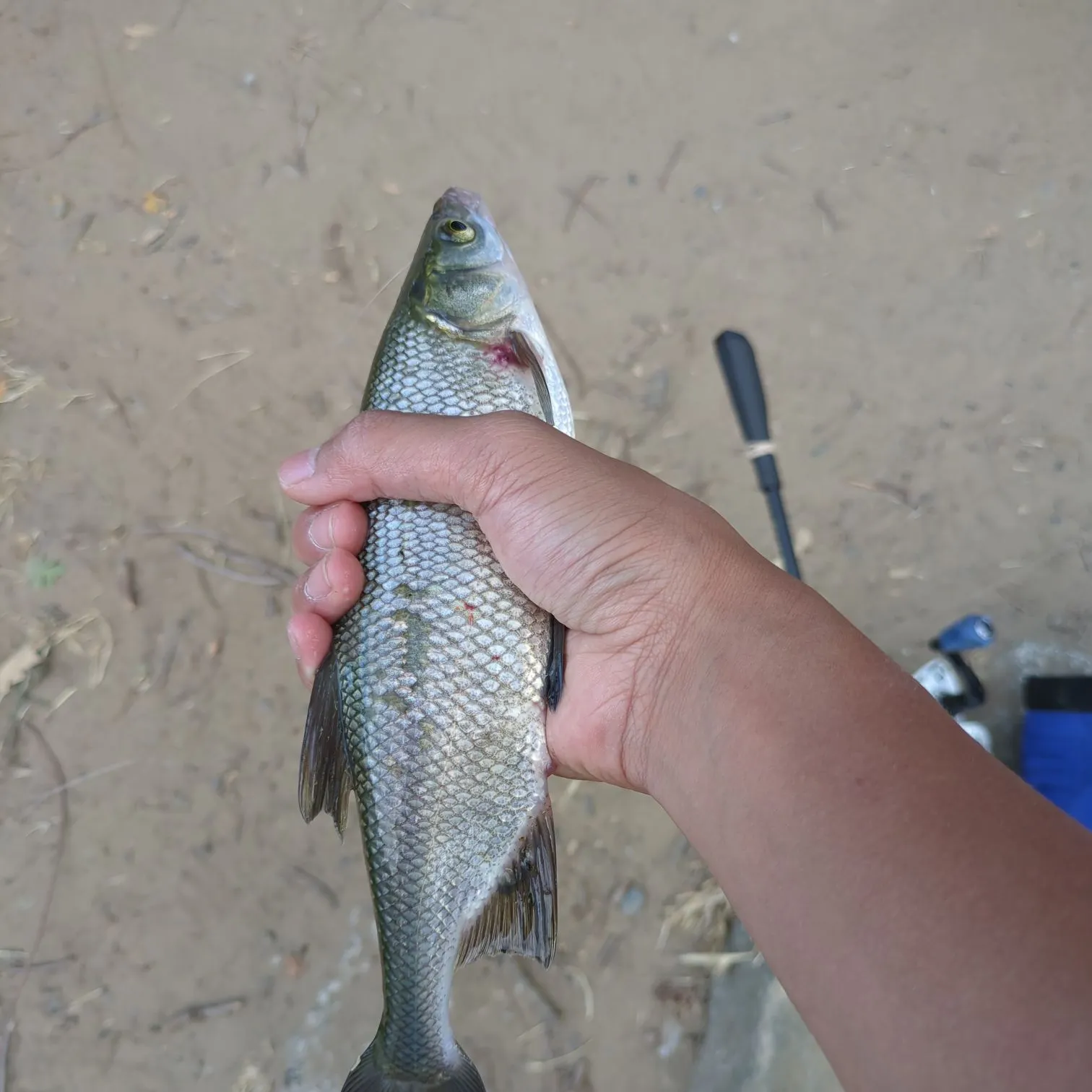 The most recent Splittail catches on Fishbrain