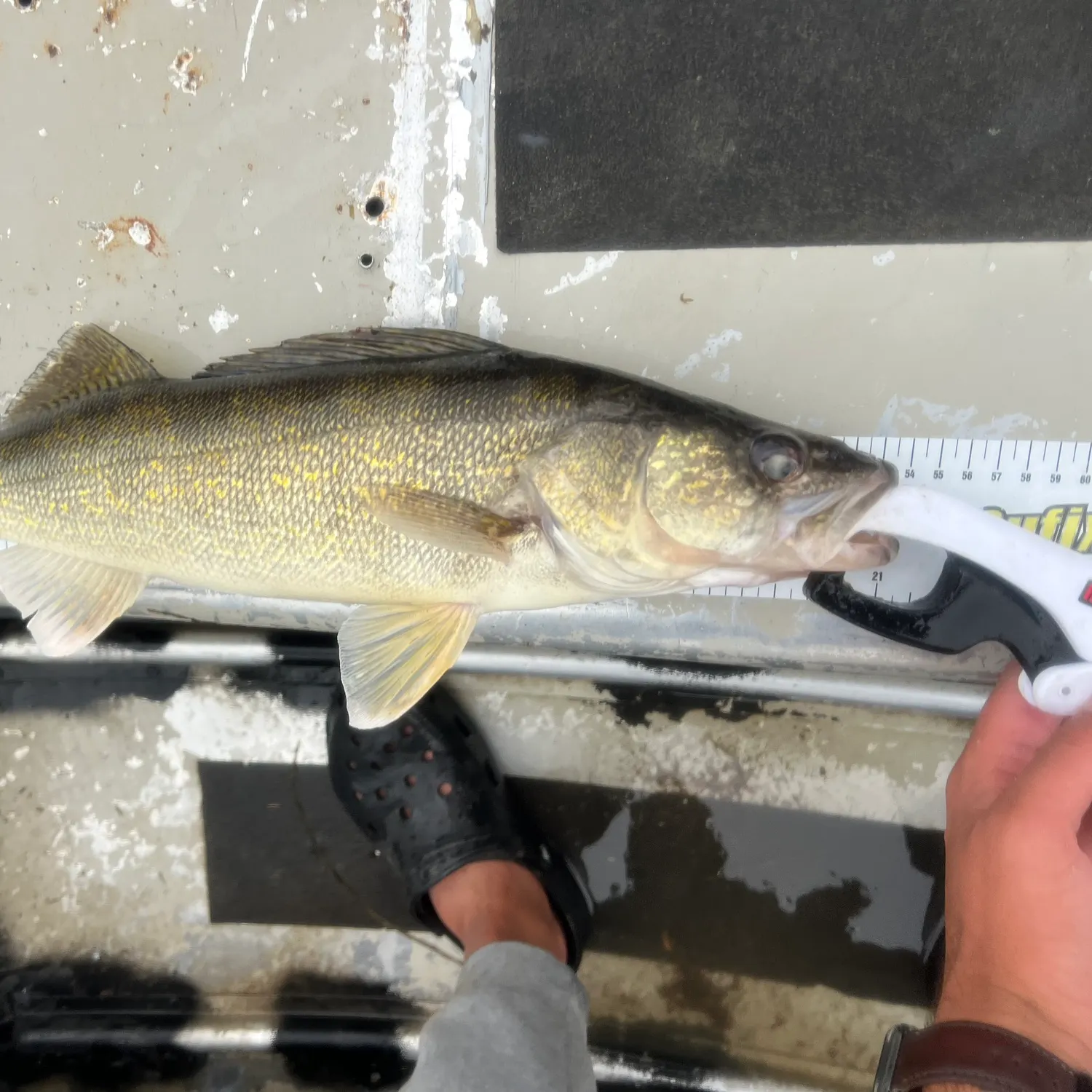 Walleye caught on Fishbrain