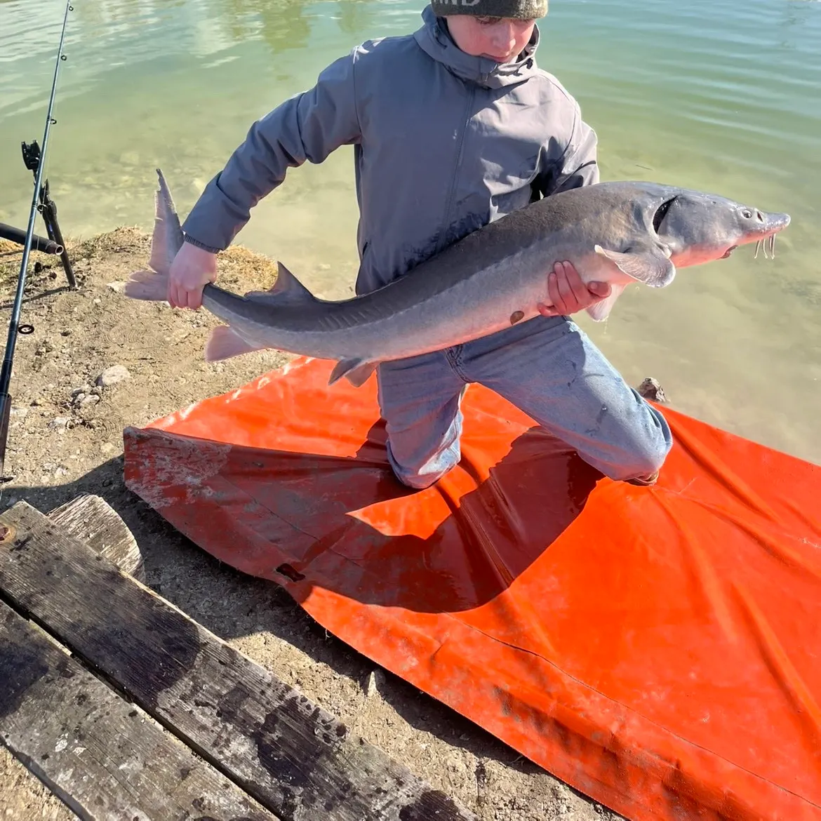 The most recent Siberian sturgeon catches on Fishbrain