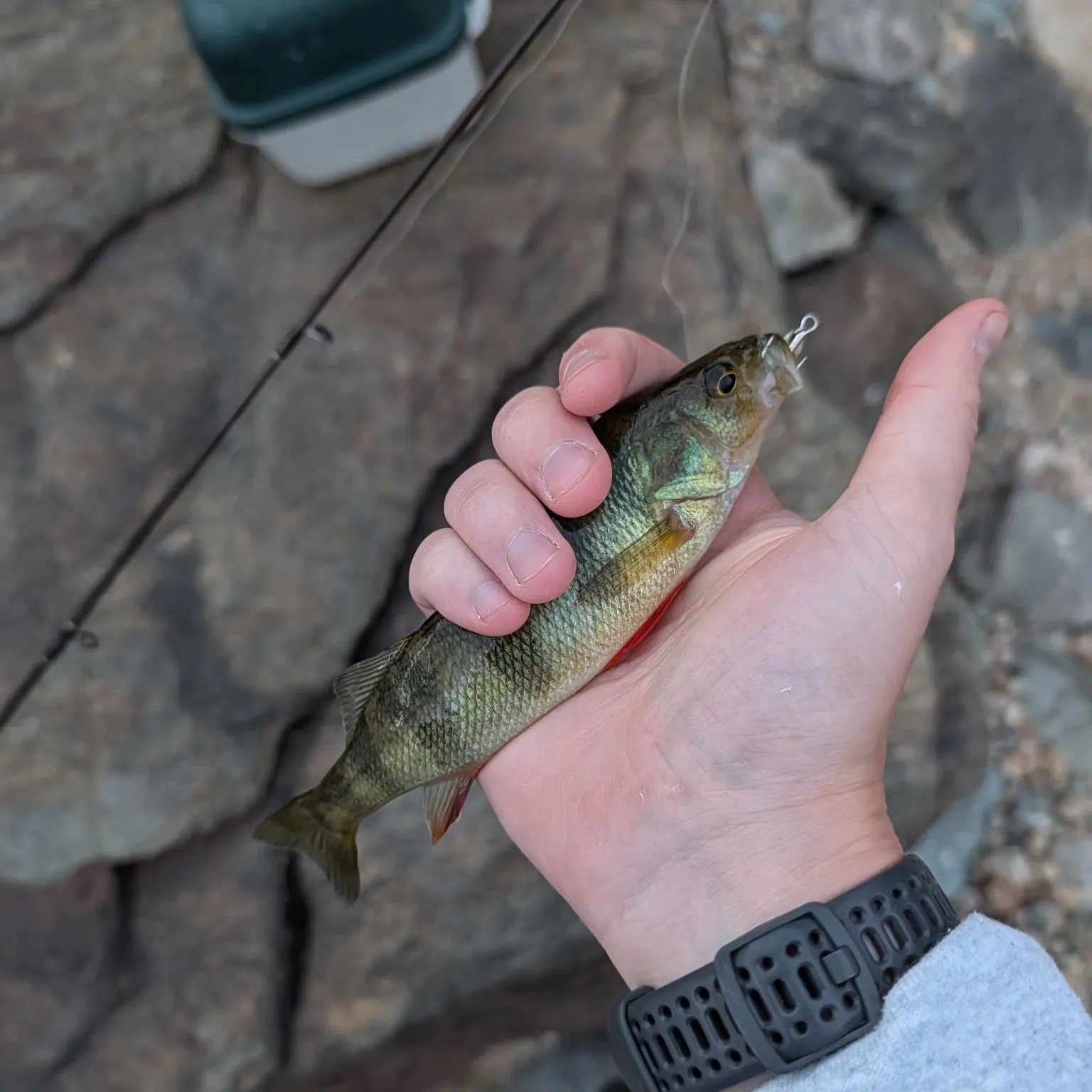 Yellow perch caught on Fishbrain