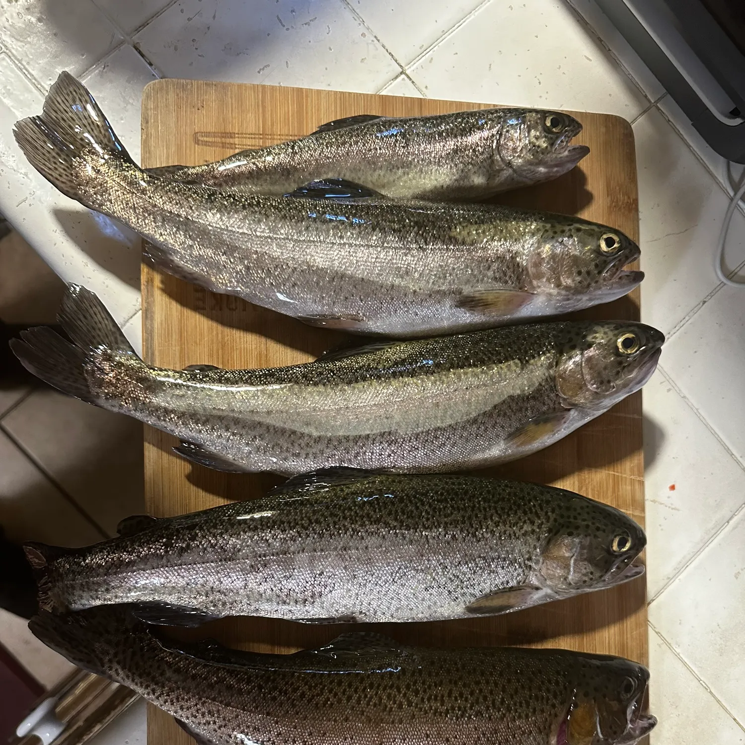 recently logged catches