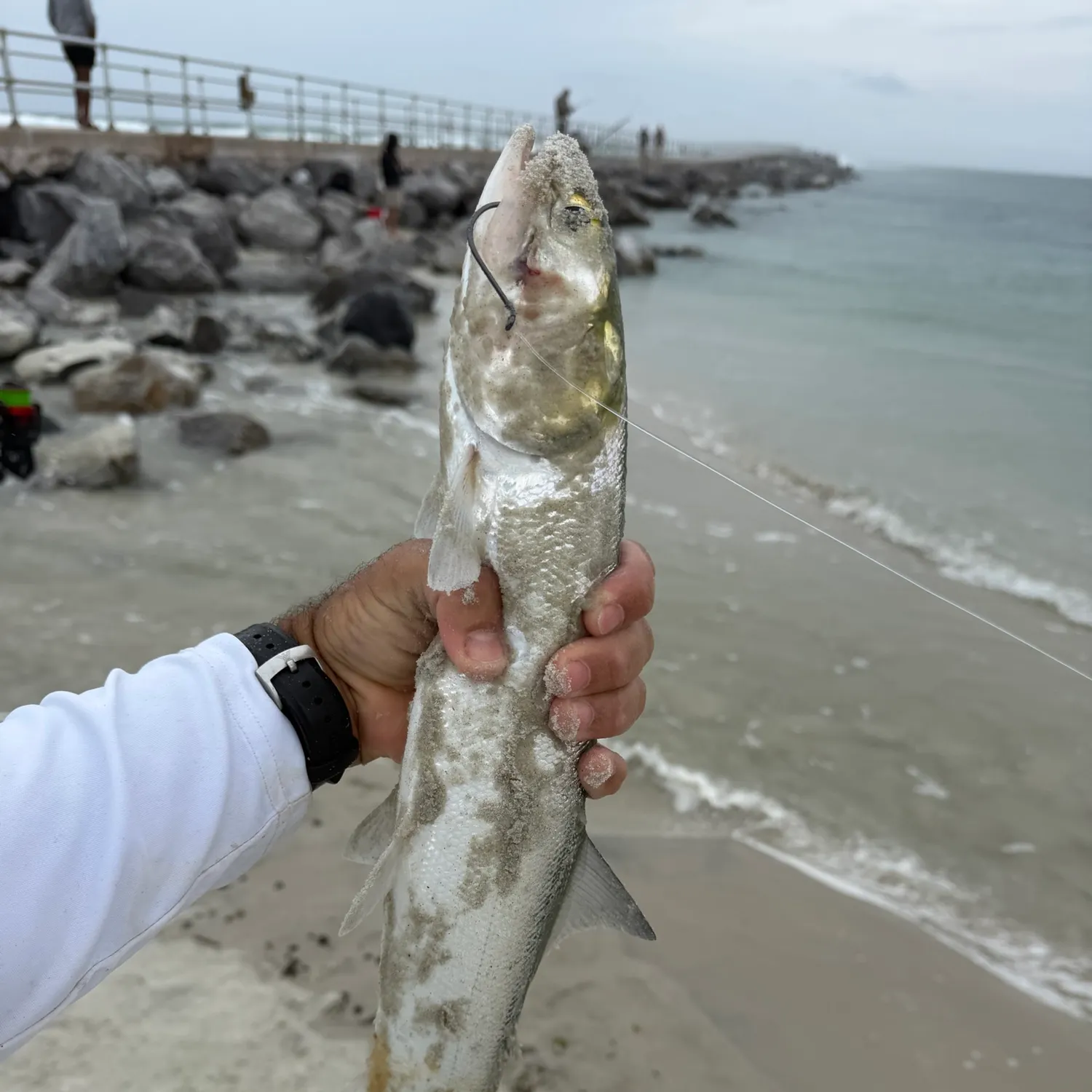 Ladyfish caught on Fishbrain