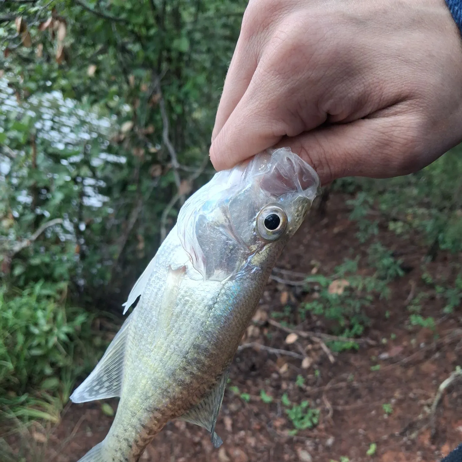 White crappie caught on Fishbrain