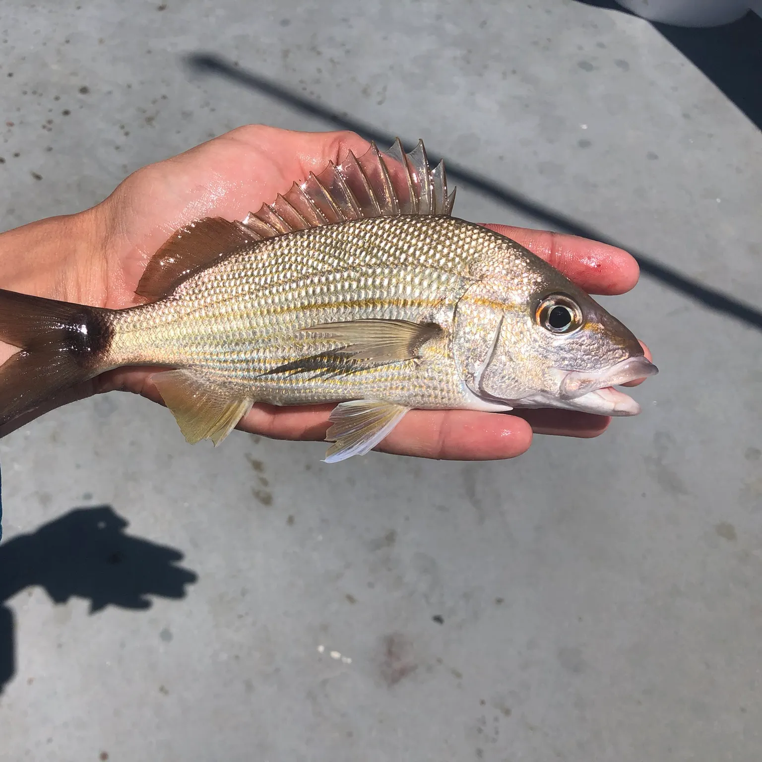 The most recent Tomtate grunt catches on Fishbrain