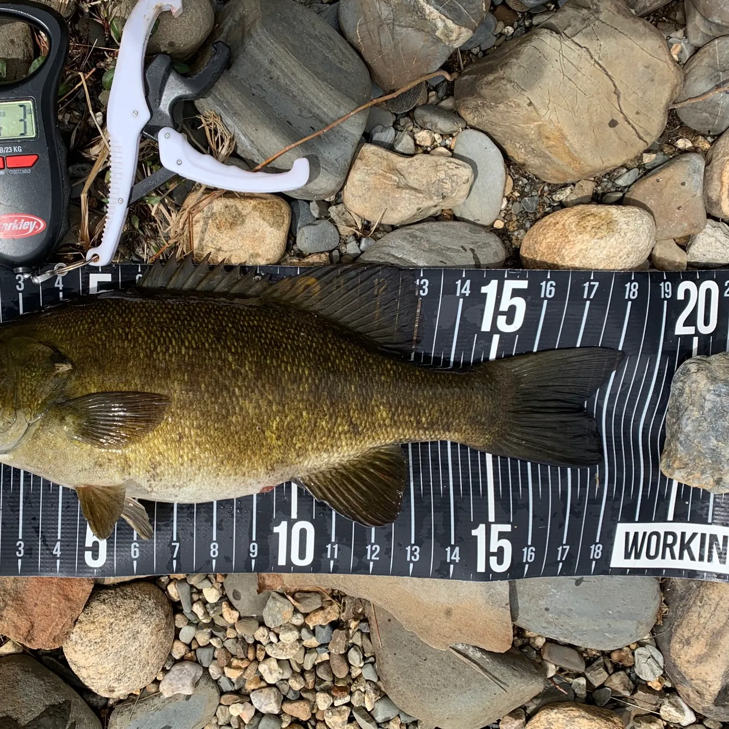 angler catch