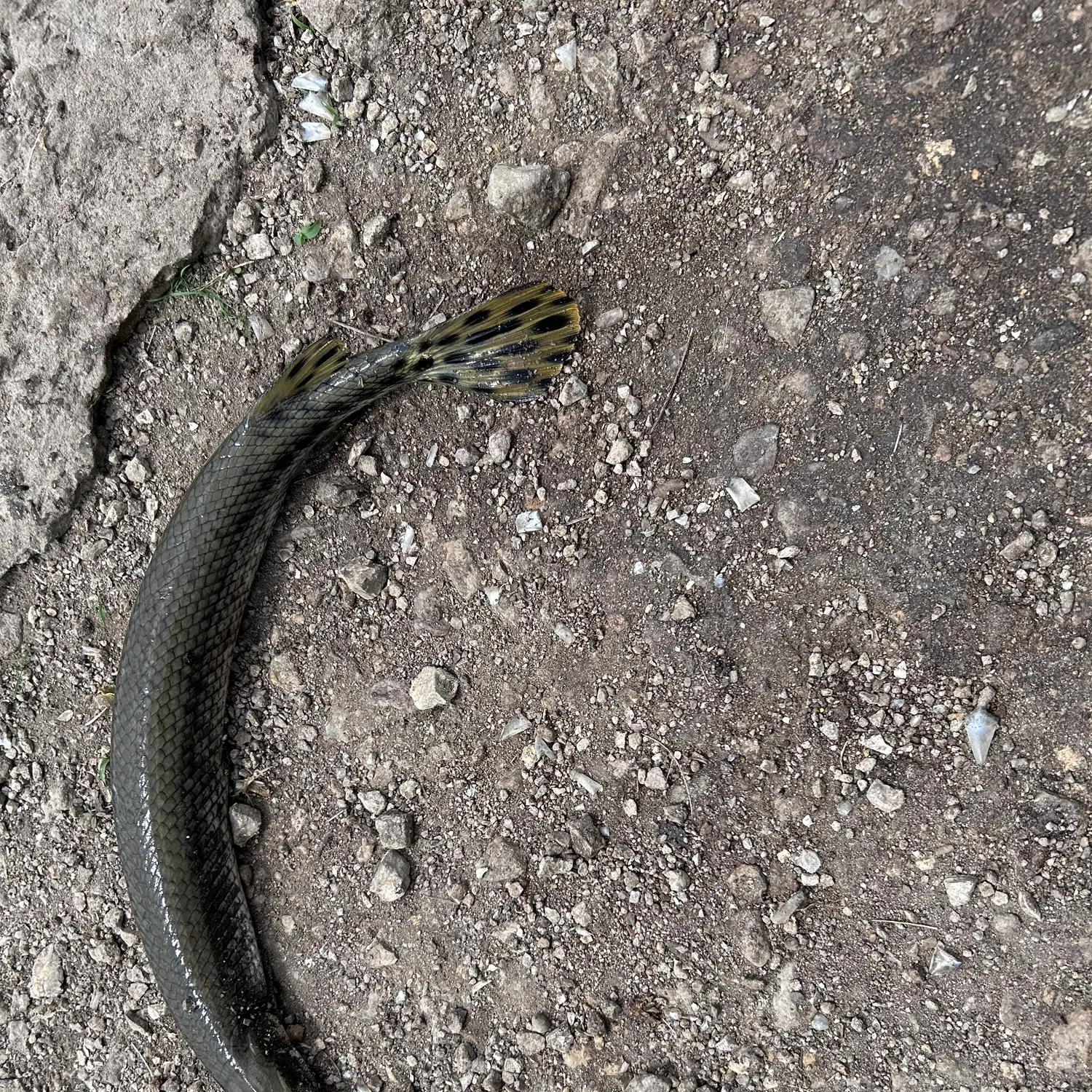 Spotted gar caught on Fishbrain