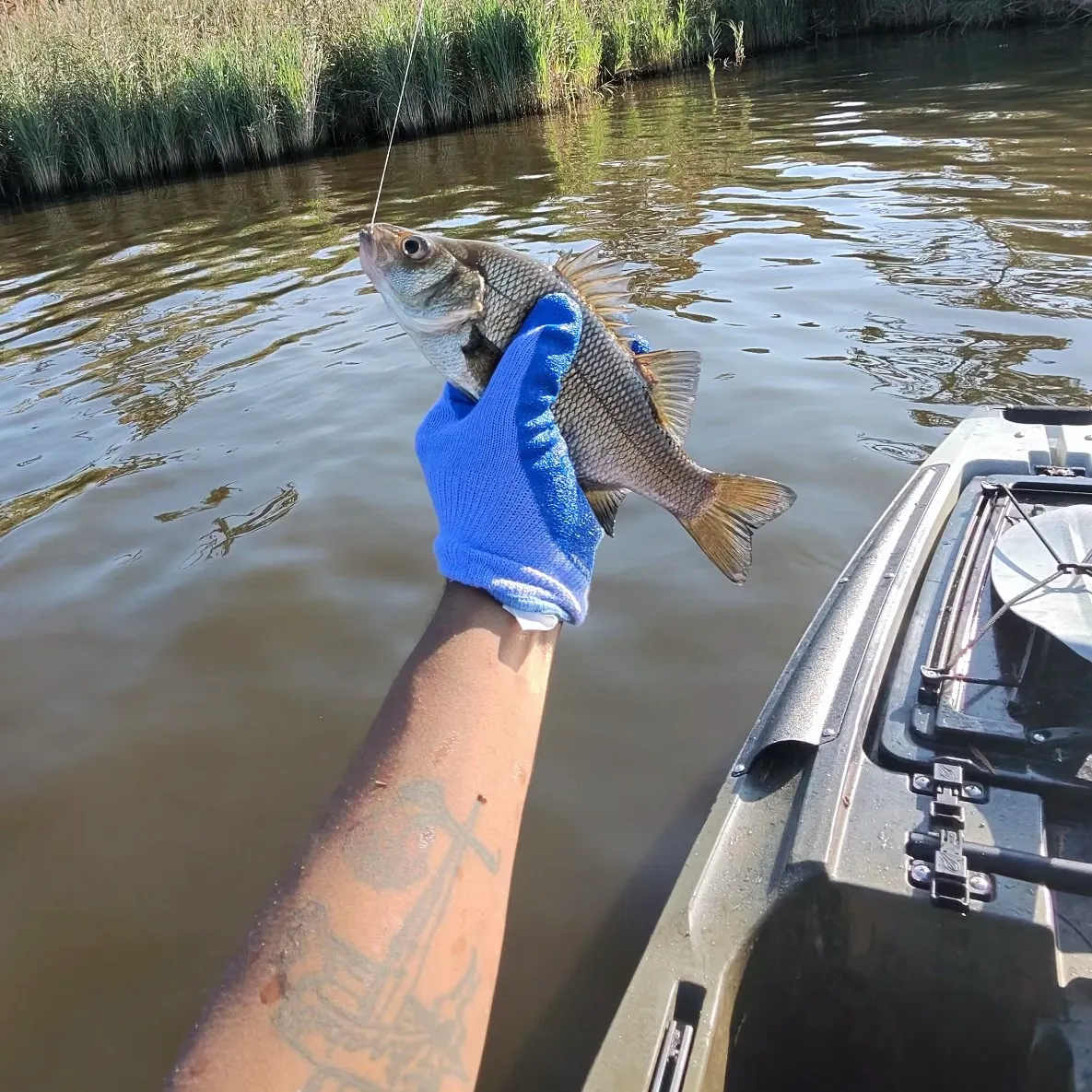 White perch caught on Fishbrain