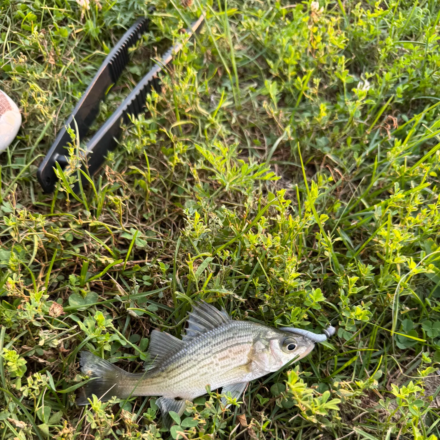 White bass caught on Fishbrain