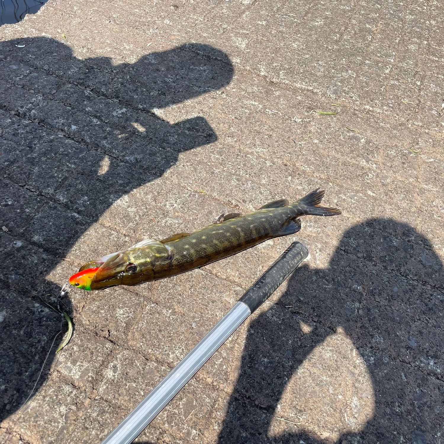 Northern pike caught on Fishbrain