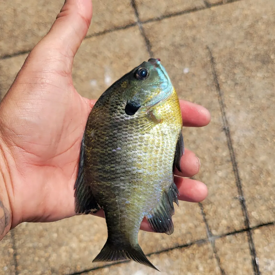 Bluegill caught on Fishbrain