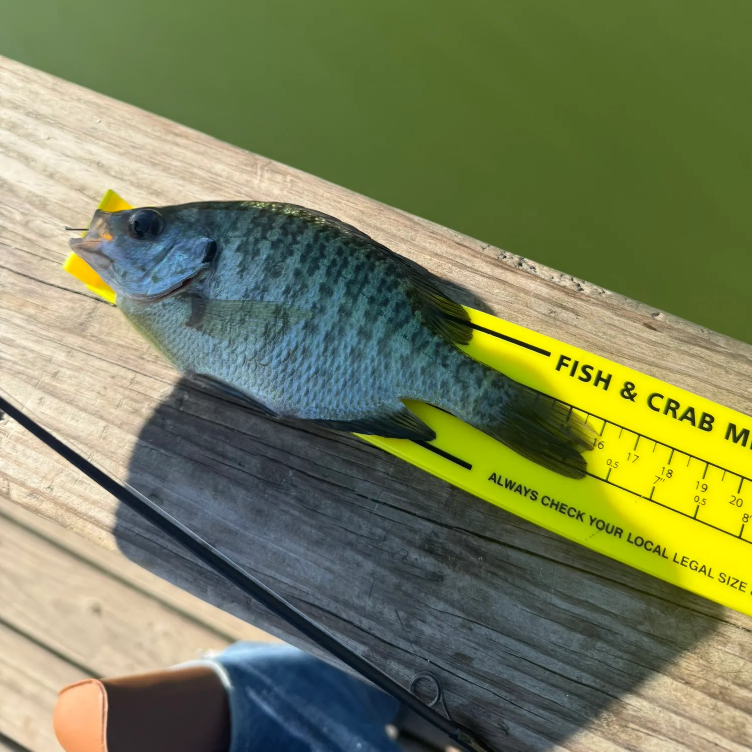 recently logged catches