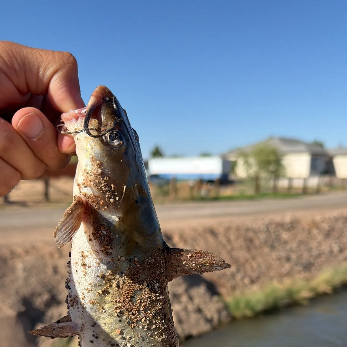 Channel catfish caught on Fishbrain