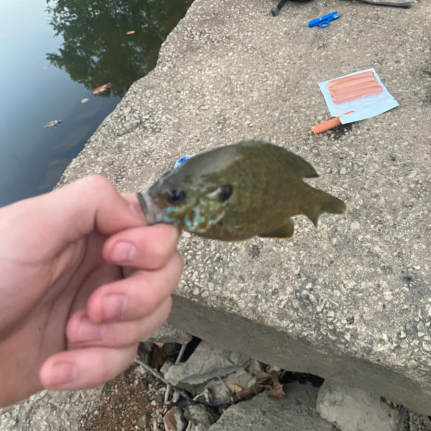 Greengill hybrid caught on Fishbrain