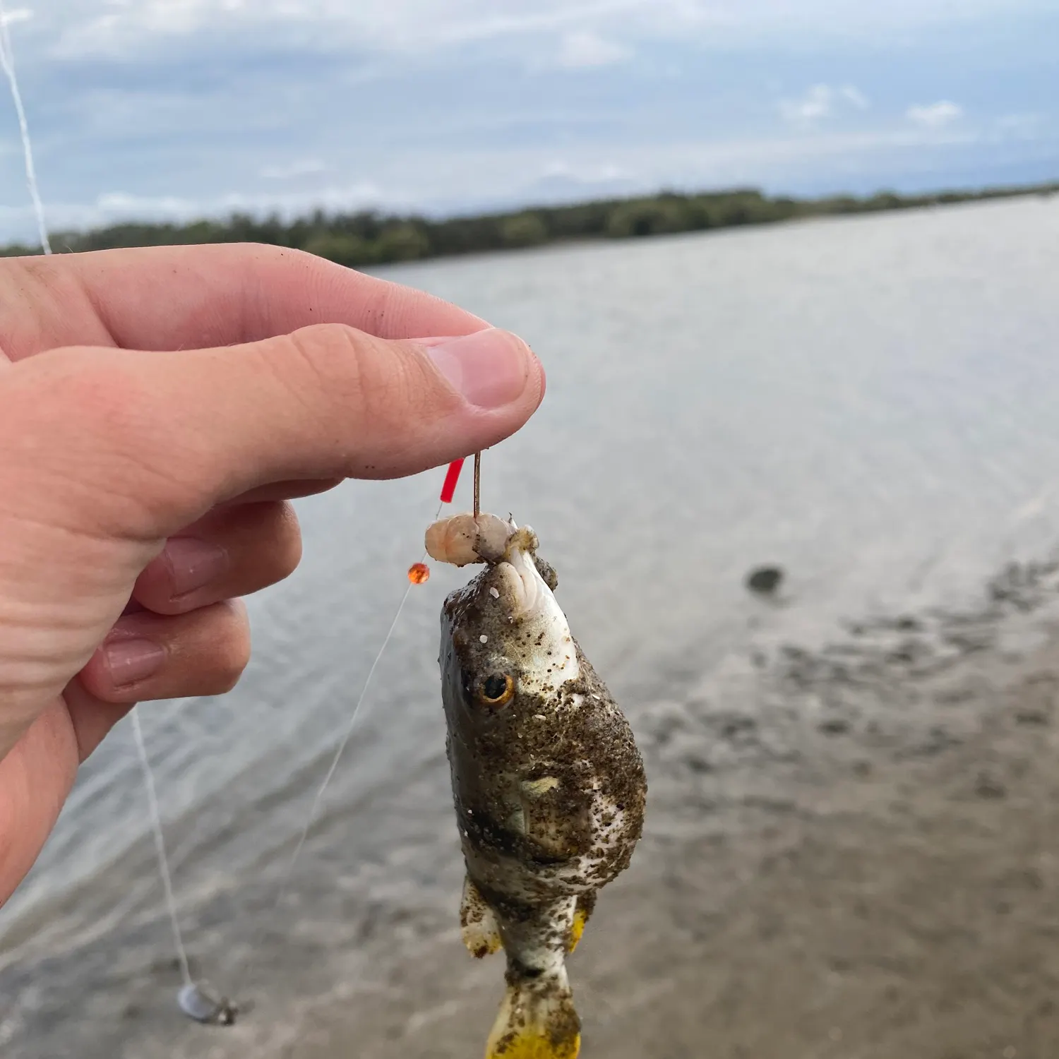 The most recent Smooth toadfish catches on Fishbrain