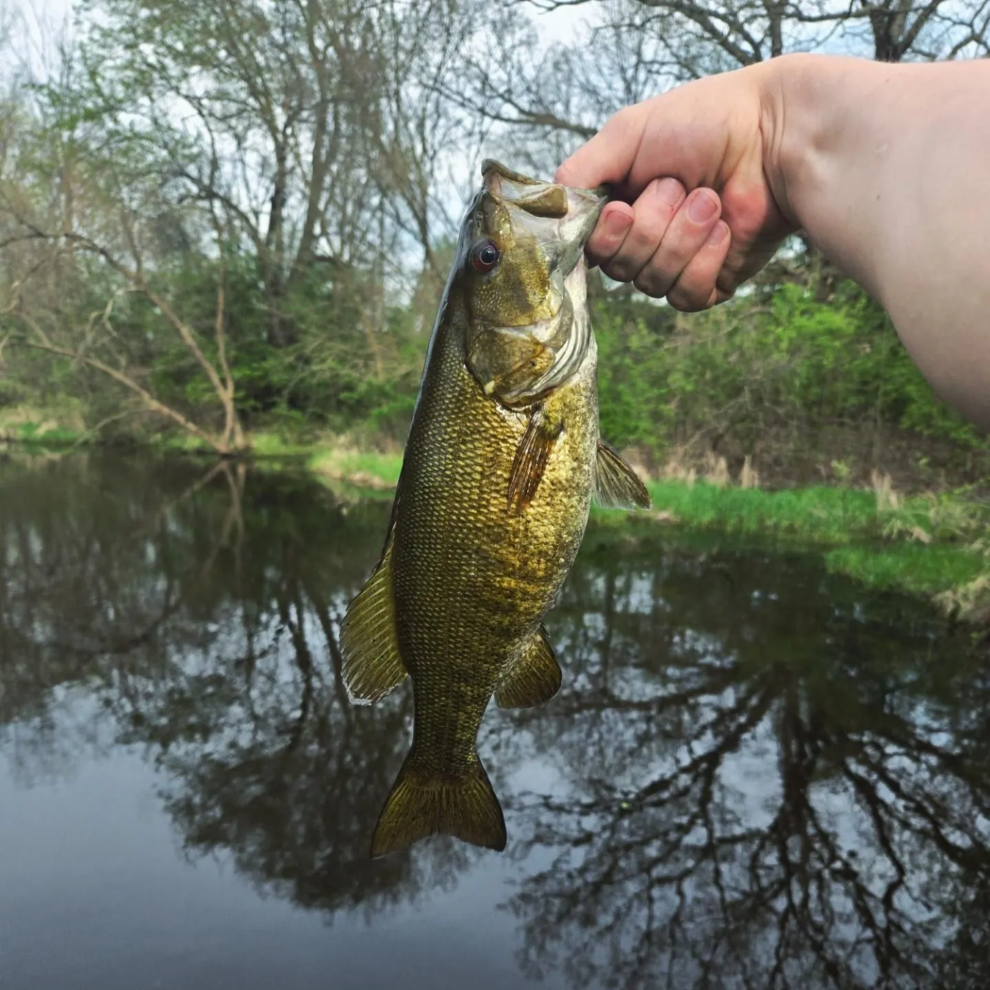 Smallmouth bass caught on Fishbrain