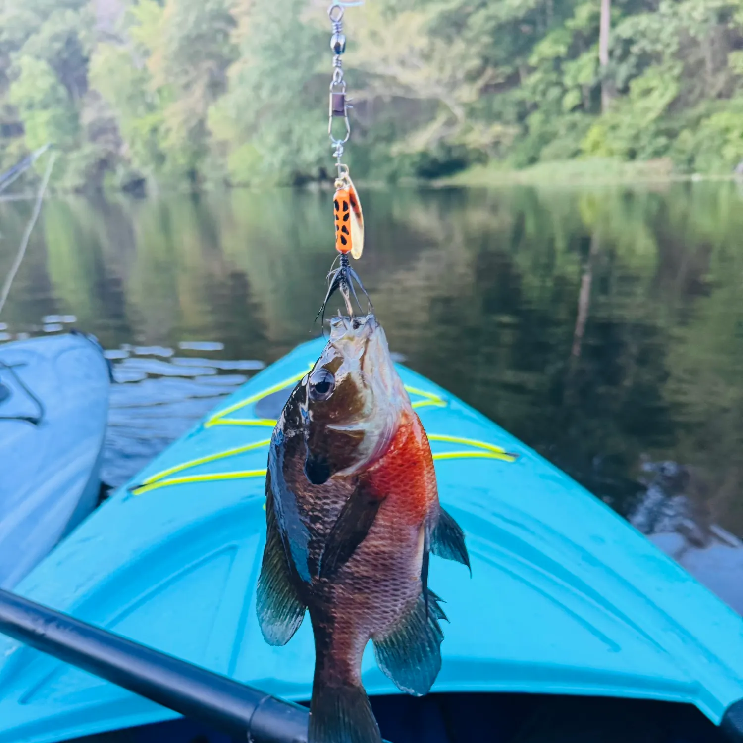 Bluegill caught on Fishbrain