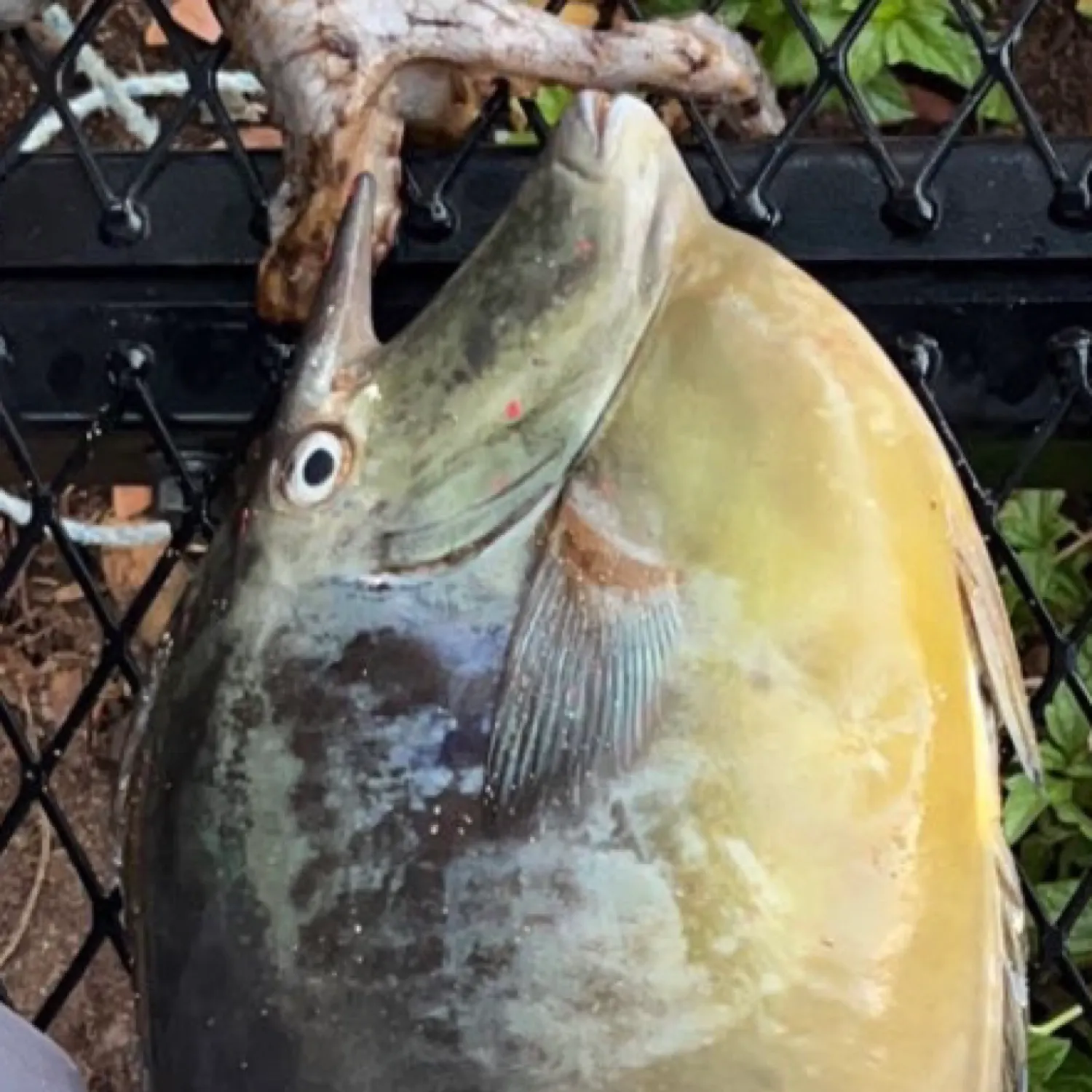 The most popular recent Bluespine unicornfish catch on Fishbrain