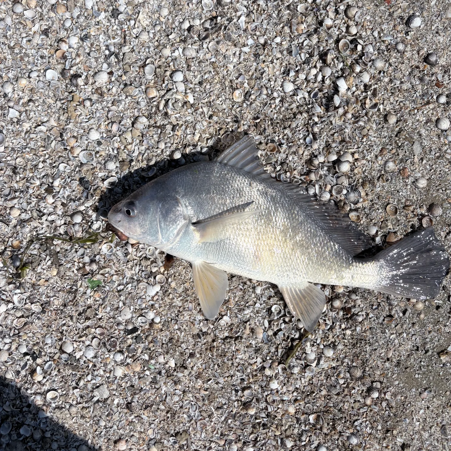 Freshwater drum caught on Fishbrain