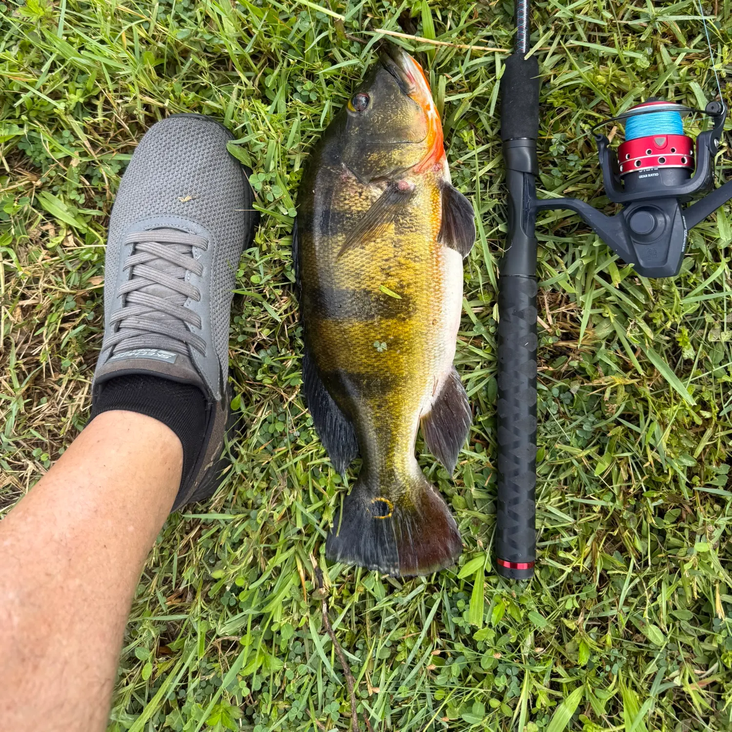 Butterfly peacock bass caught on Fishbrain