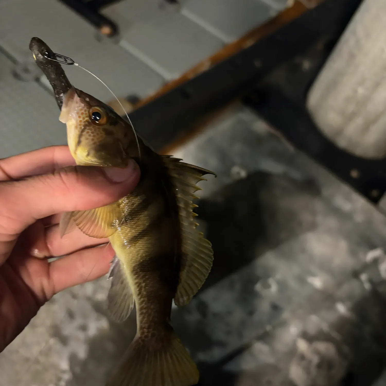 The most recent Barred sand bass catches on Fishbrain