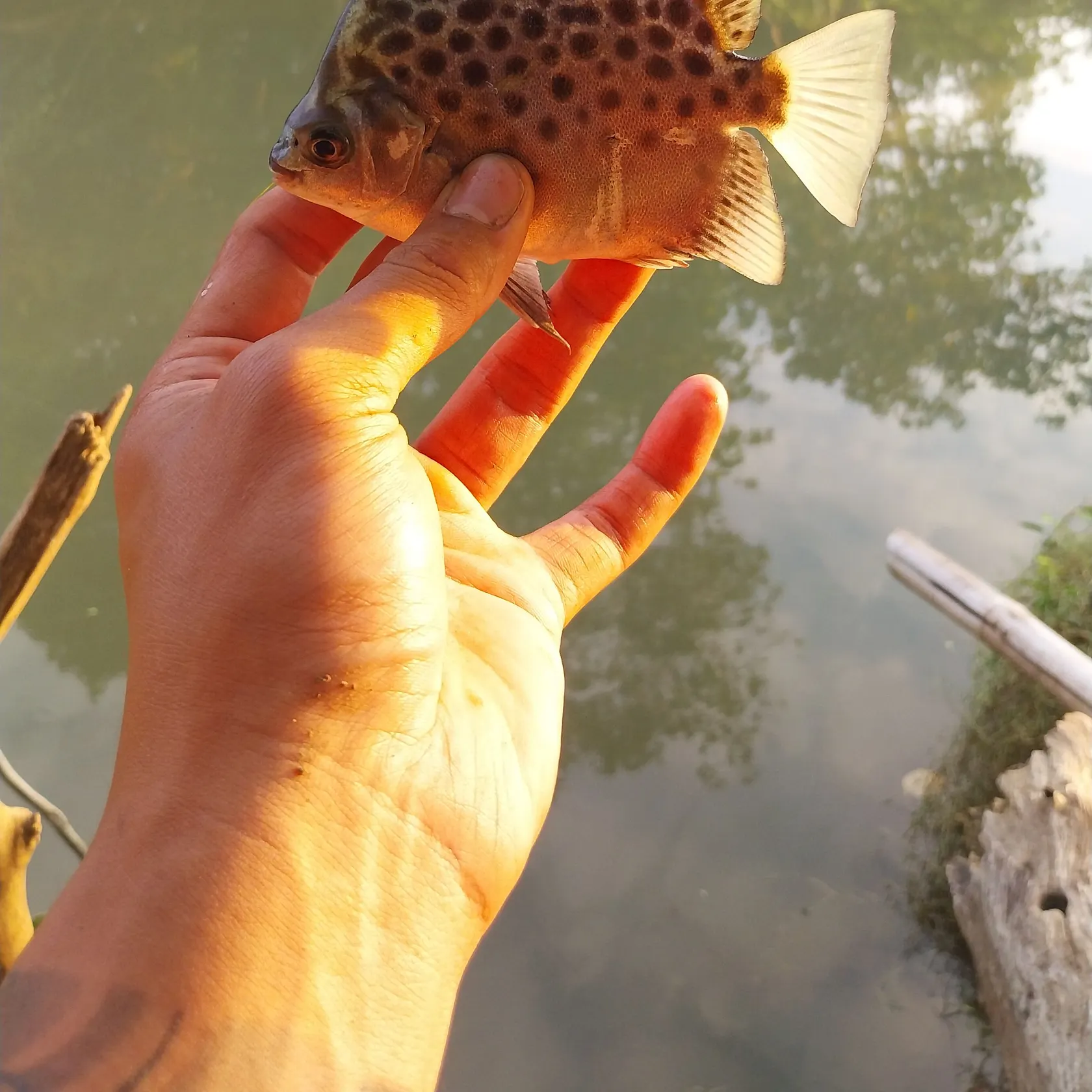 The most recent Spotted scat catches on Fishbrain