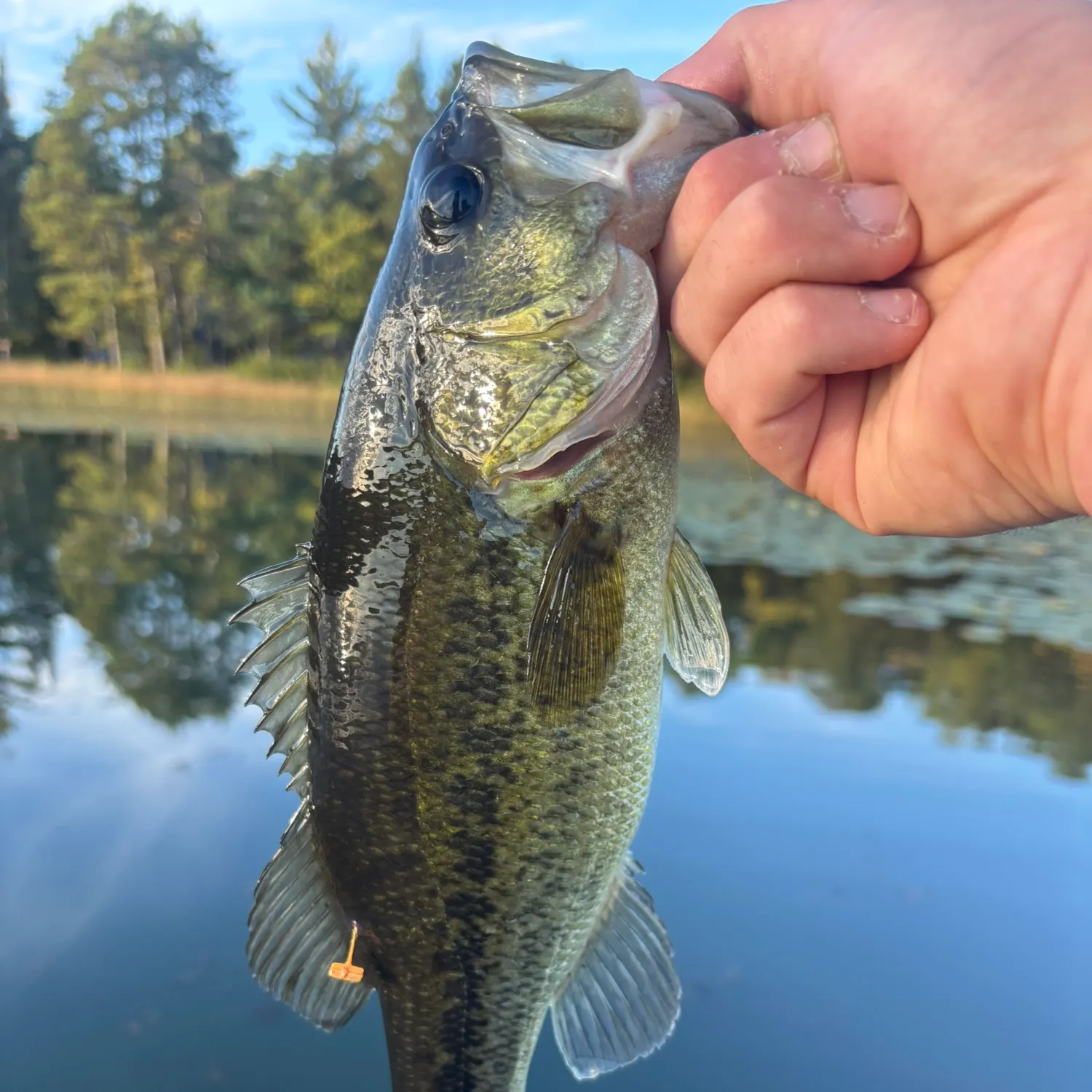 Largemouth bass caught on Fishbrain